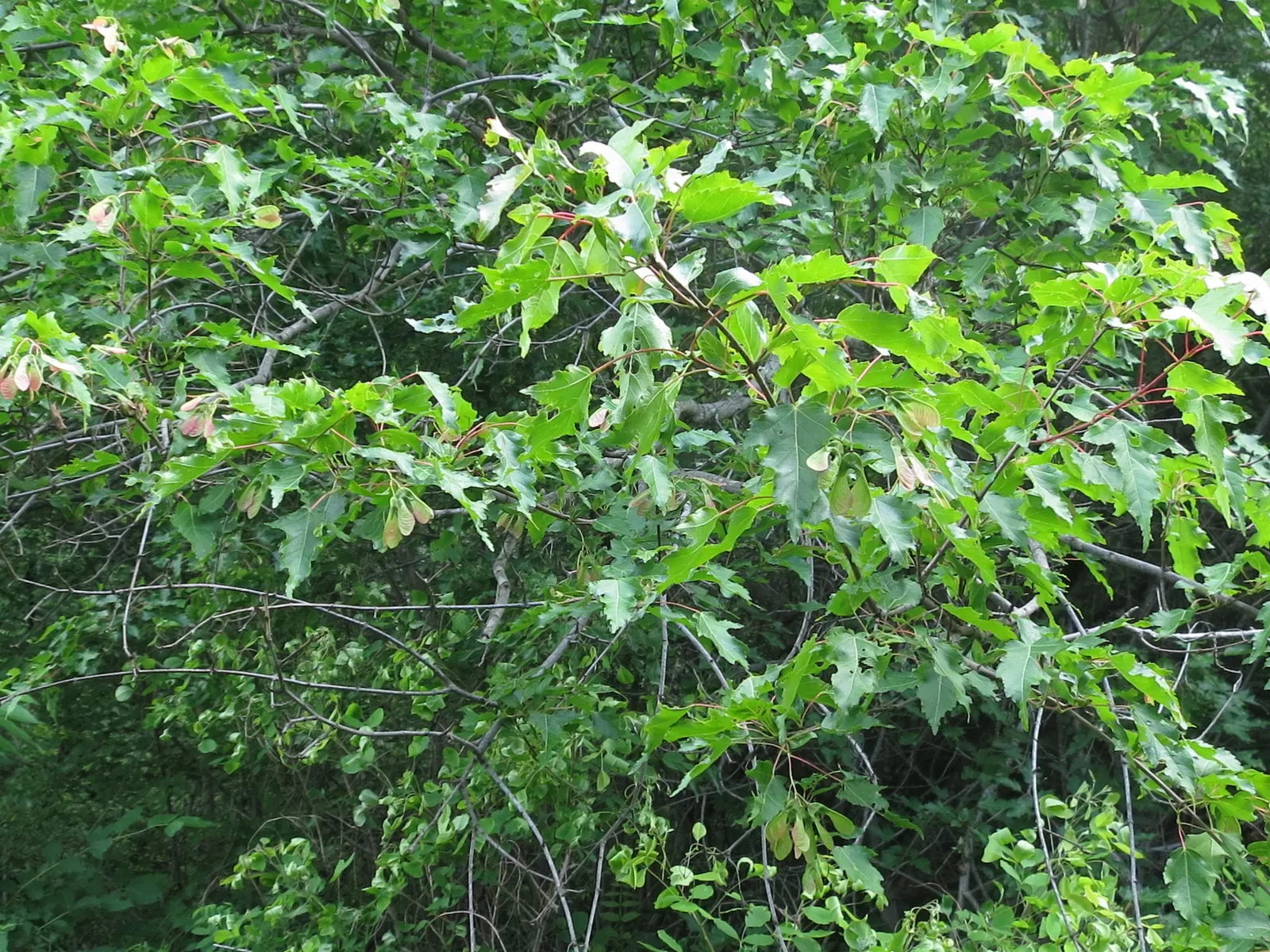 Amur Maple (Acer Ginnala) — Hardy and adaptable, it is ideal for small gardens or as a multi-stemmed shrub in borders; allowing clients to enjoy the seasonal