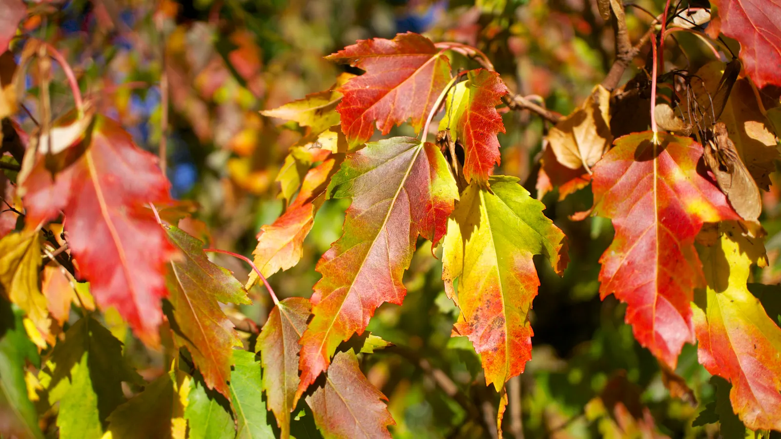 Amur Maple (Acer Ginnala) — fragrant creamy white flowers bloom; this low-maintenance species prefers full sun to partial shade and well-drained soil