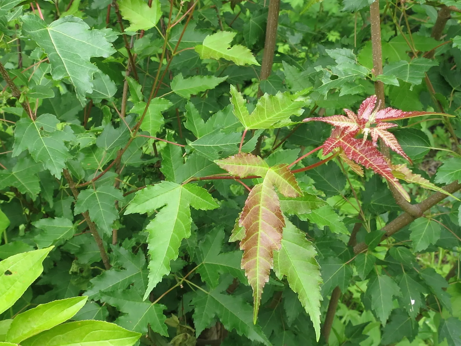 Amur Maple (Acer Ginnala) — shrub / tree for full or half