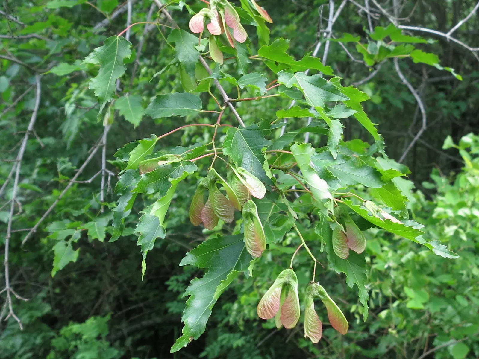 Amur Maple (Acer Ginnala) — yellow flowers in the garden