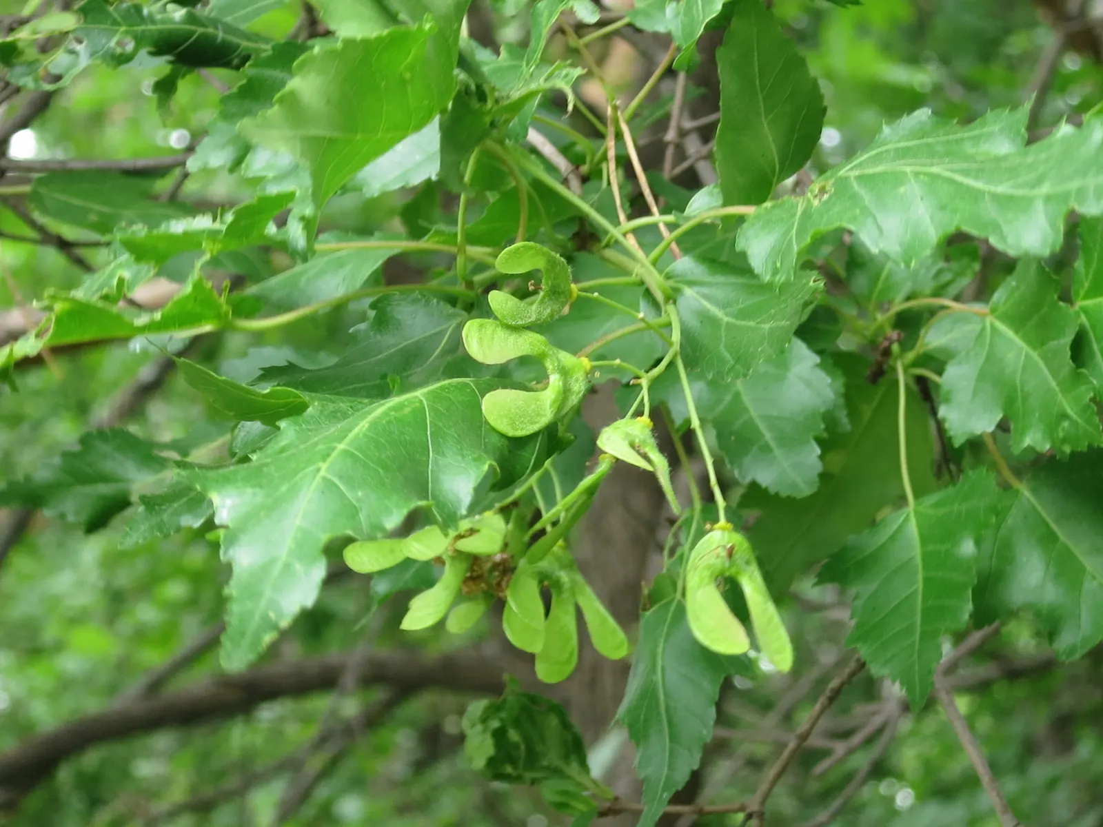 Amur Maple (Acer Ginnala) — shrub / tree with yellow blooms