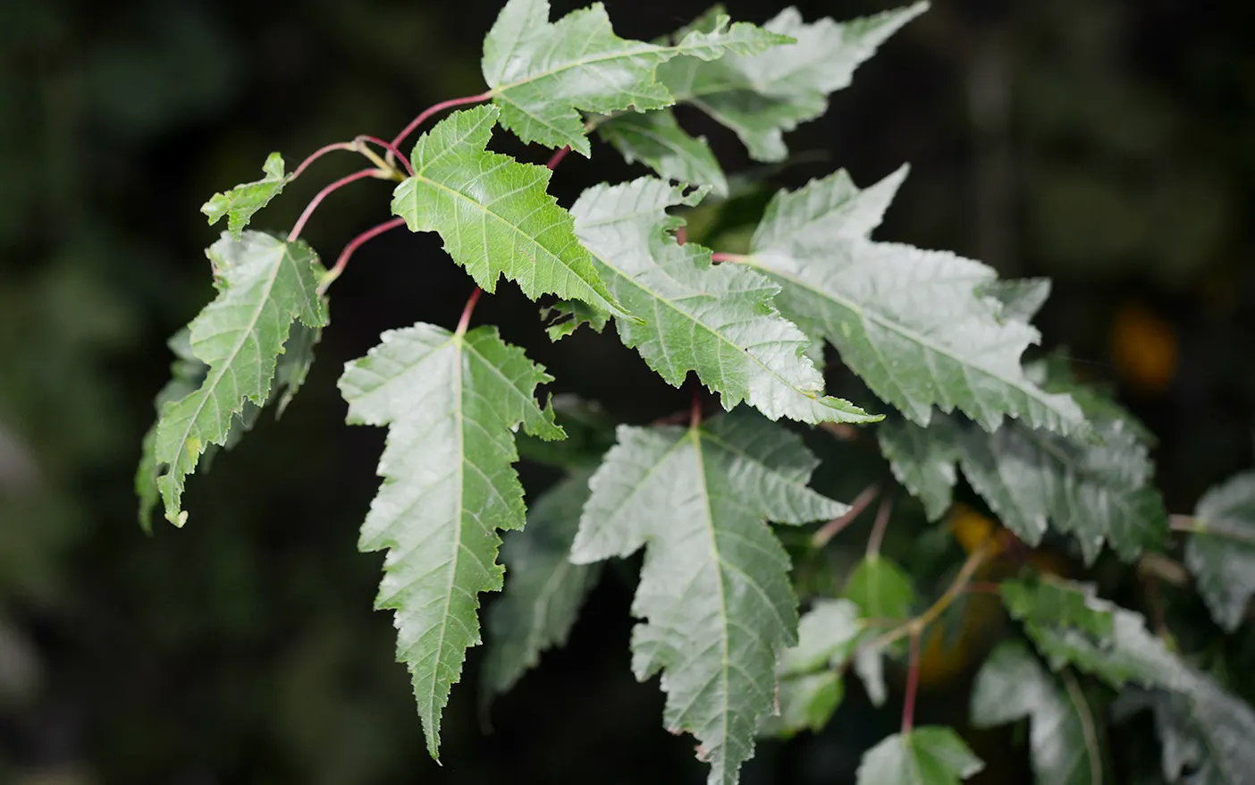 Amur Maple (Acer Ginnala) — It features a rounded shape with fragrant, showy flowers in spring and brilliant red foliage in fall