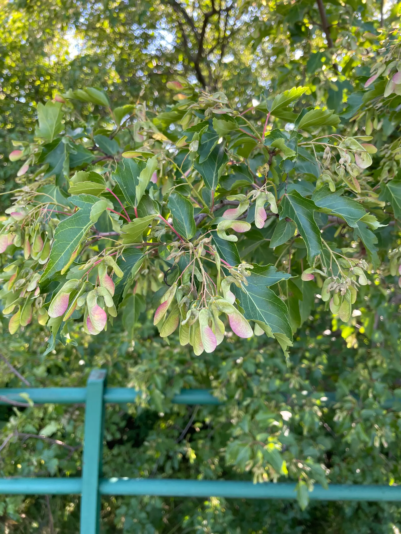 Amur Maple (Acer Ginnala) — The Amur Maple requires full sun to partial shade and prefers well-drained soil; turning to brilliant shades of red and orange in