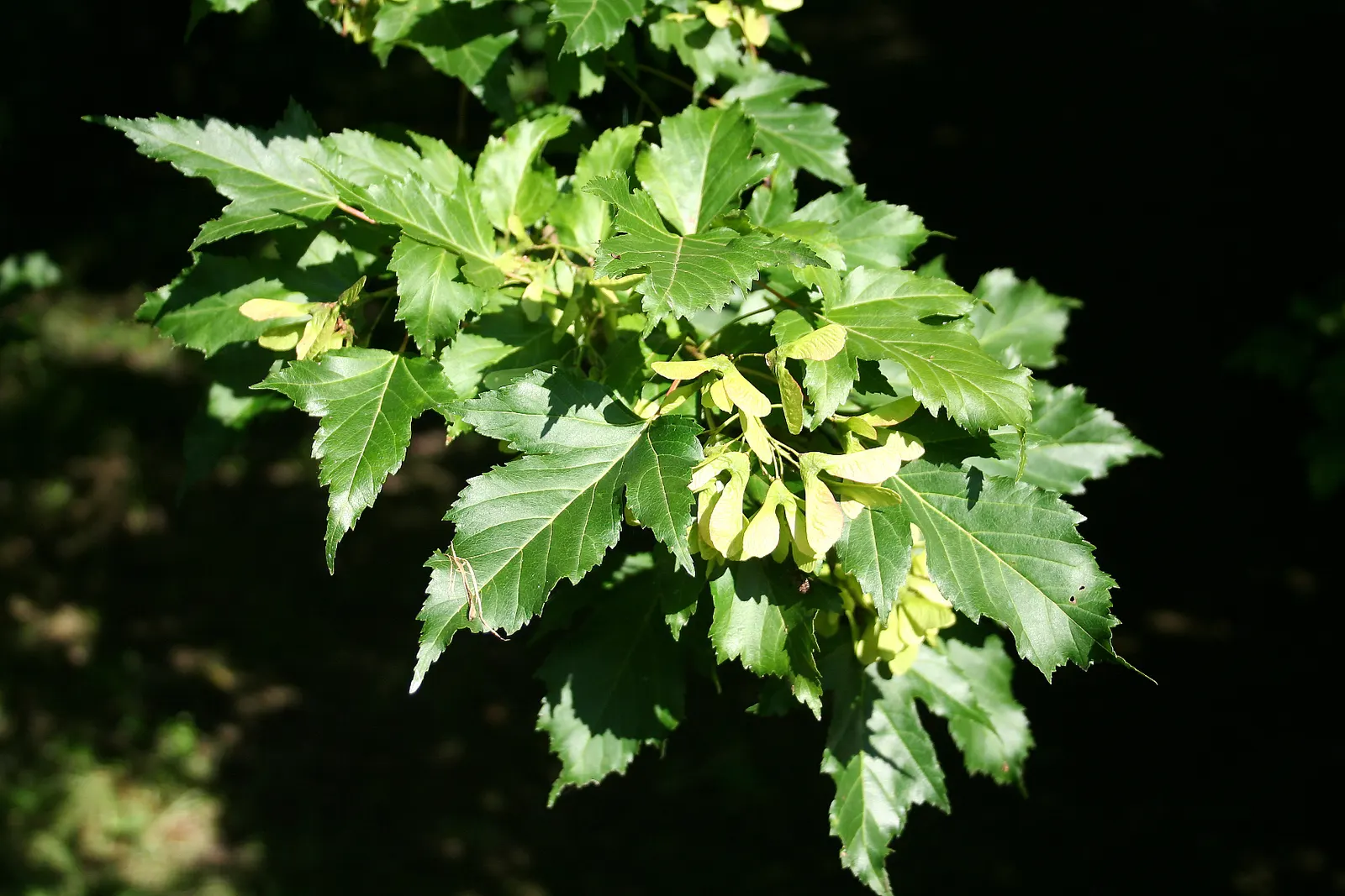 Amur Maple (Acer Ginnala) — This low-maintenance species prefers full sun to partial shade and well-drained soil