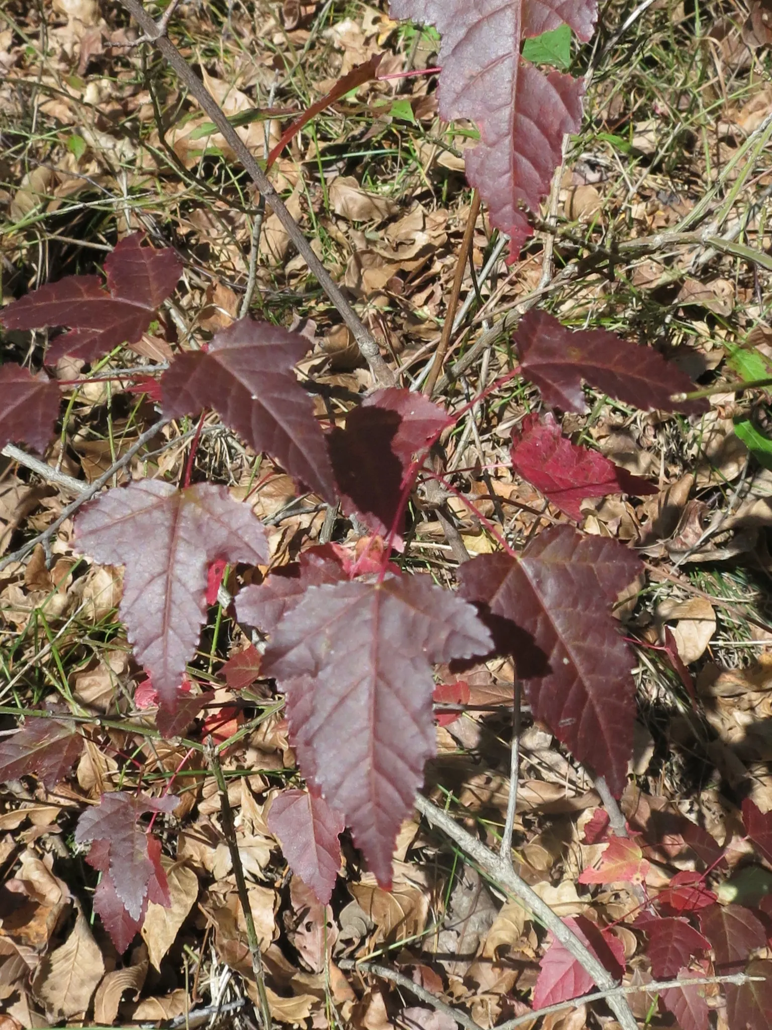 Amur Maple (Acer Ginnala) — turning to brilliant shades of red and orange in the fall, image 32