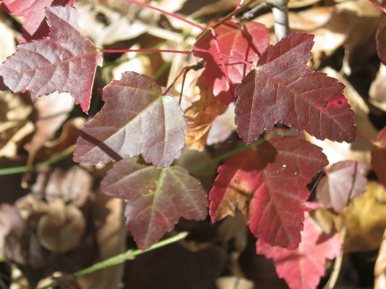 Amur Maple (Acer Ginnala) — The Amur Maple (Acer ginnala) is a versatile small deciduous tree or large shrub; turning to brilliant shades of red and orange in