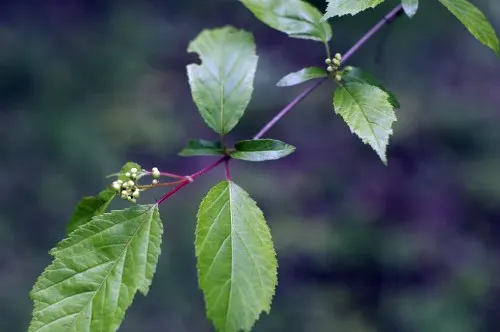 Amur Maple (Acer Ginnala) — turning to brilliant shades of red and orange in the fall, image 74