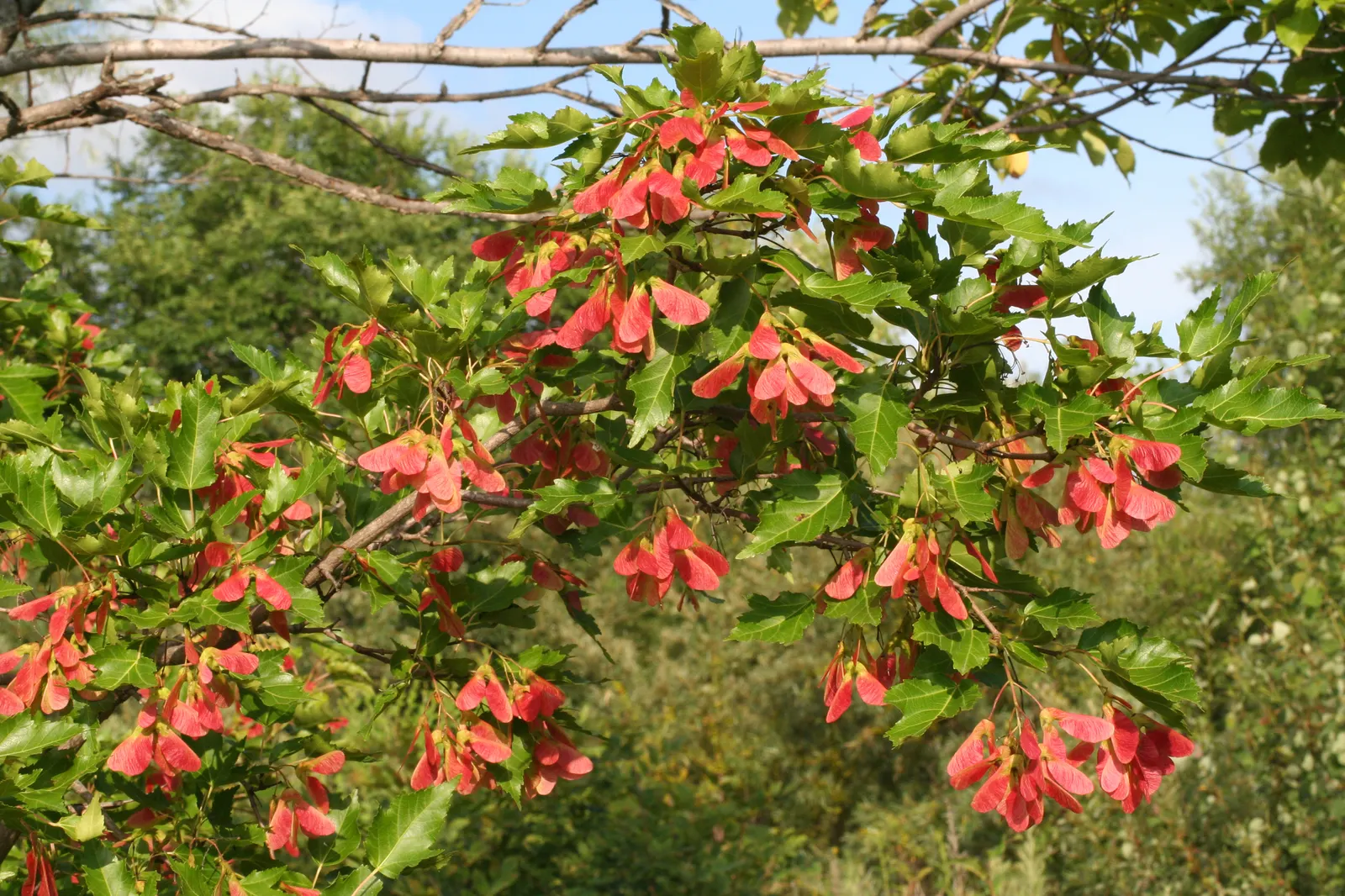 Amur Maple (Acer Ginnala) — The Amur Maple (Acer ginnala) is a small, deciduous tree reaching 15-20 feet in height, with a similar spread