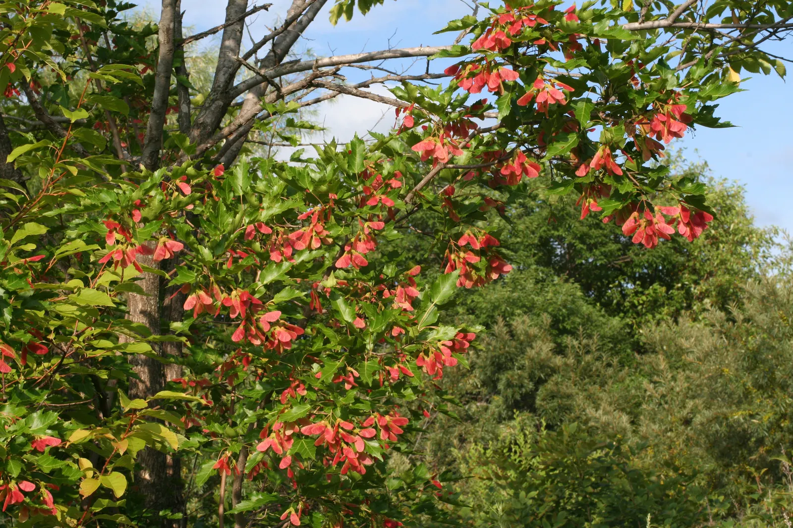 Amur Maple (Acer Ginnala) — consider its sun exposure and soil moisture to ensure it thrives