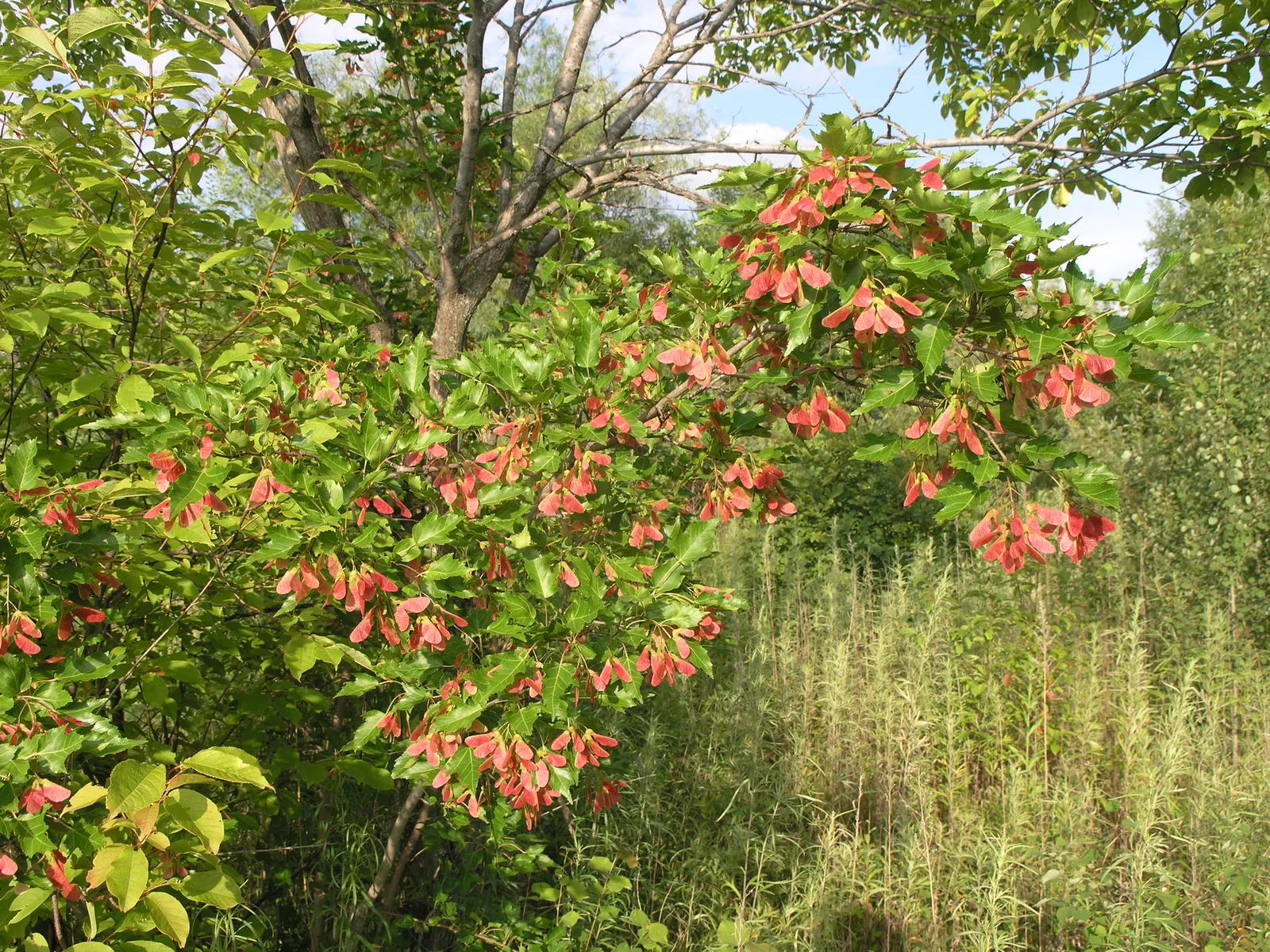 Amur Maple (Acer Ginnala) — Hardy and adaptable, it is ideal for small gardens or as a multi-stemmed shrub in borders