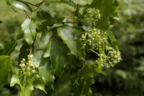 Amur Maple (Acer Ginnala) — injecting a dash of seasonal color into any yard.<br><br>In late spring; allowing clients to enjoy the seasonal palette and