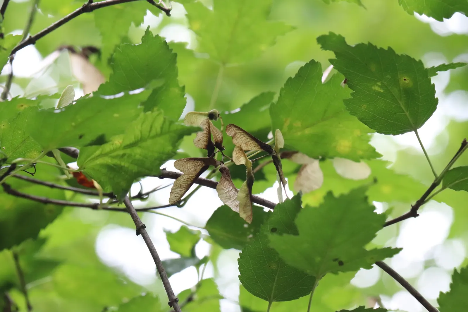 Amur Maple (Acer Ginnala) — Its leaves are 1.5-3 inches long with three lobes; this low-maintenance species prefers full sun to partial shade and well-drained