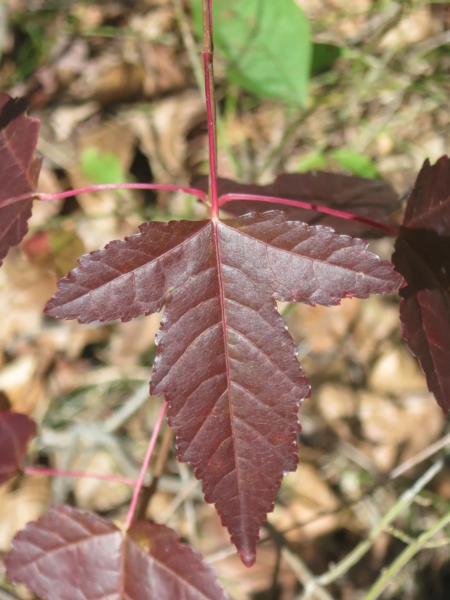 Amur Maple (Acer Ginnala) — Growing to an average height of 15-20 feet with a similar spread; this low-maintenance species prefers full sun to partial shade