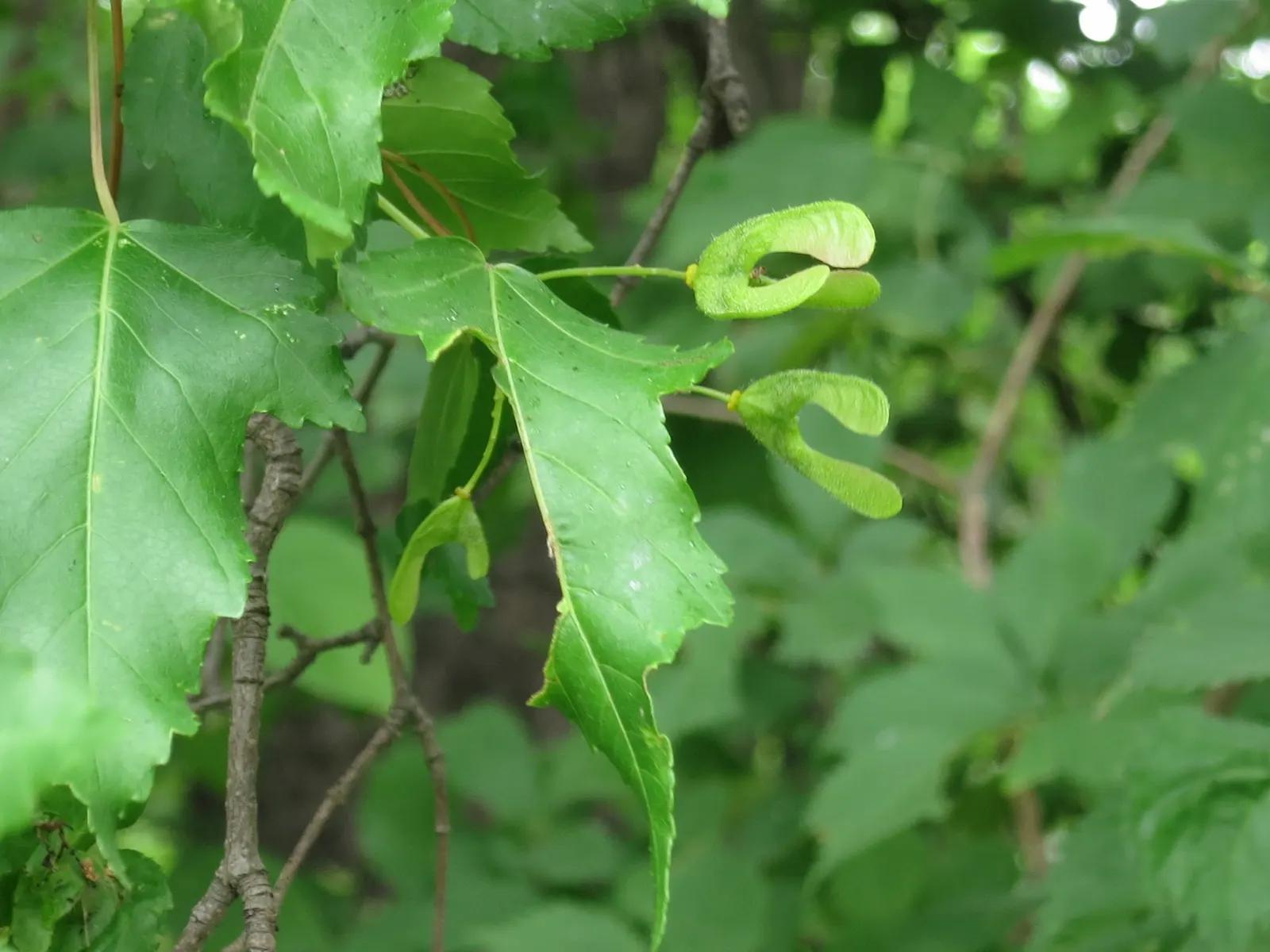 Amur Maple (Acer Ginnala) — The Amur Maple (Acer ginnala) is a small, deciduous tree reaching 15-20 feet in height, with a similar spread; this low-maintenance