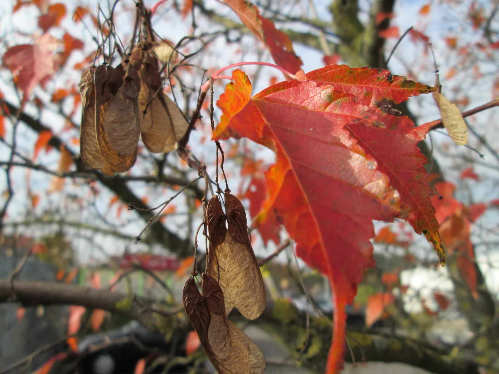 Amur Maple (Acer Ginnala) — often celebrated for its stunning autumnal color and adaptability in landscape design