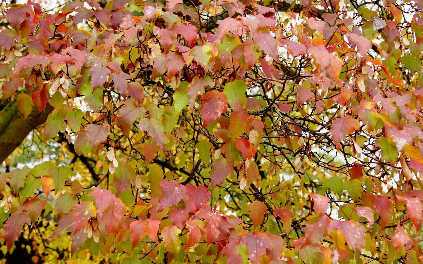 Amur Maple (Acer Ginnala) — making it a favorite for hedges or screening
