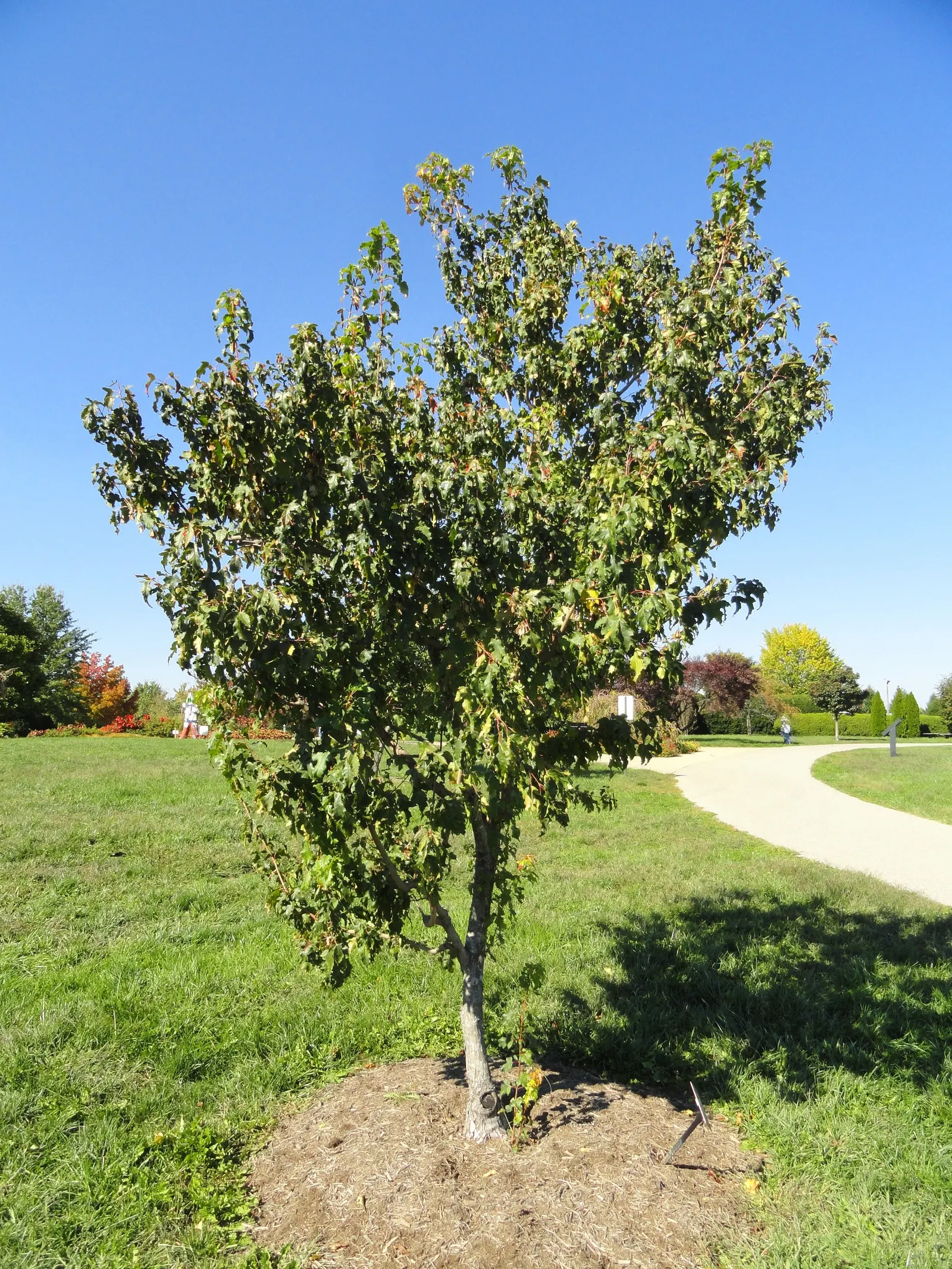 Amur Maple (Acer Ginnala) — The Amur Maple requires full sun to partial shade and prefers well-drained soil