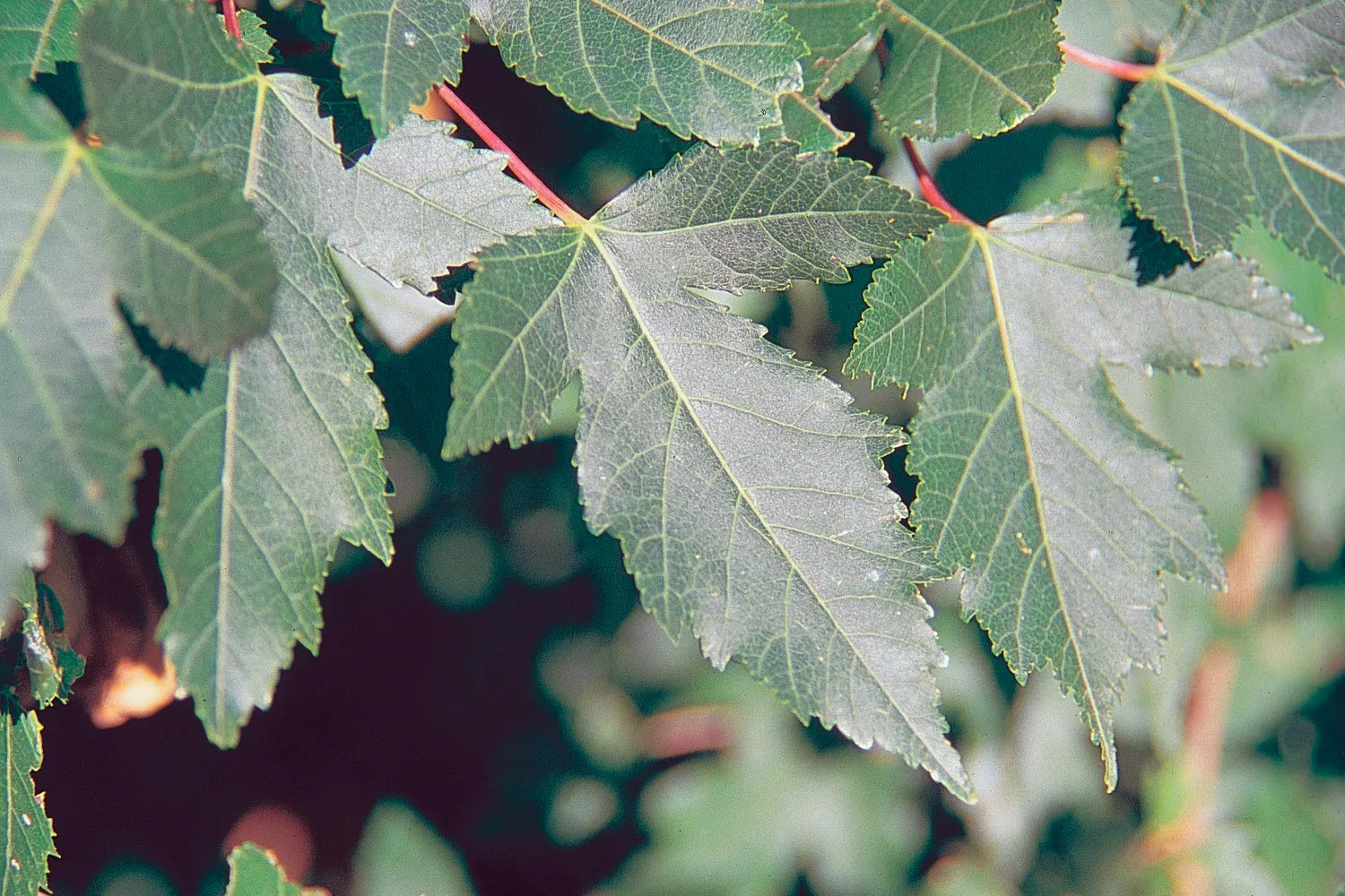 Amur Maple (Acer Ginnala) — Its leaves are 1.5-3 inches long with three lobes