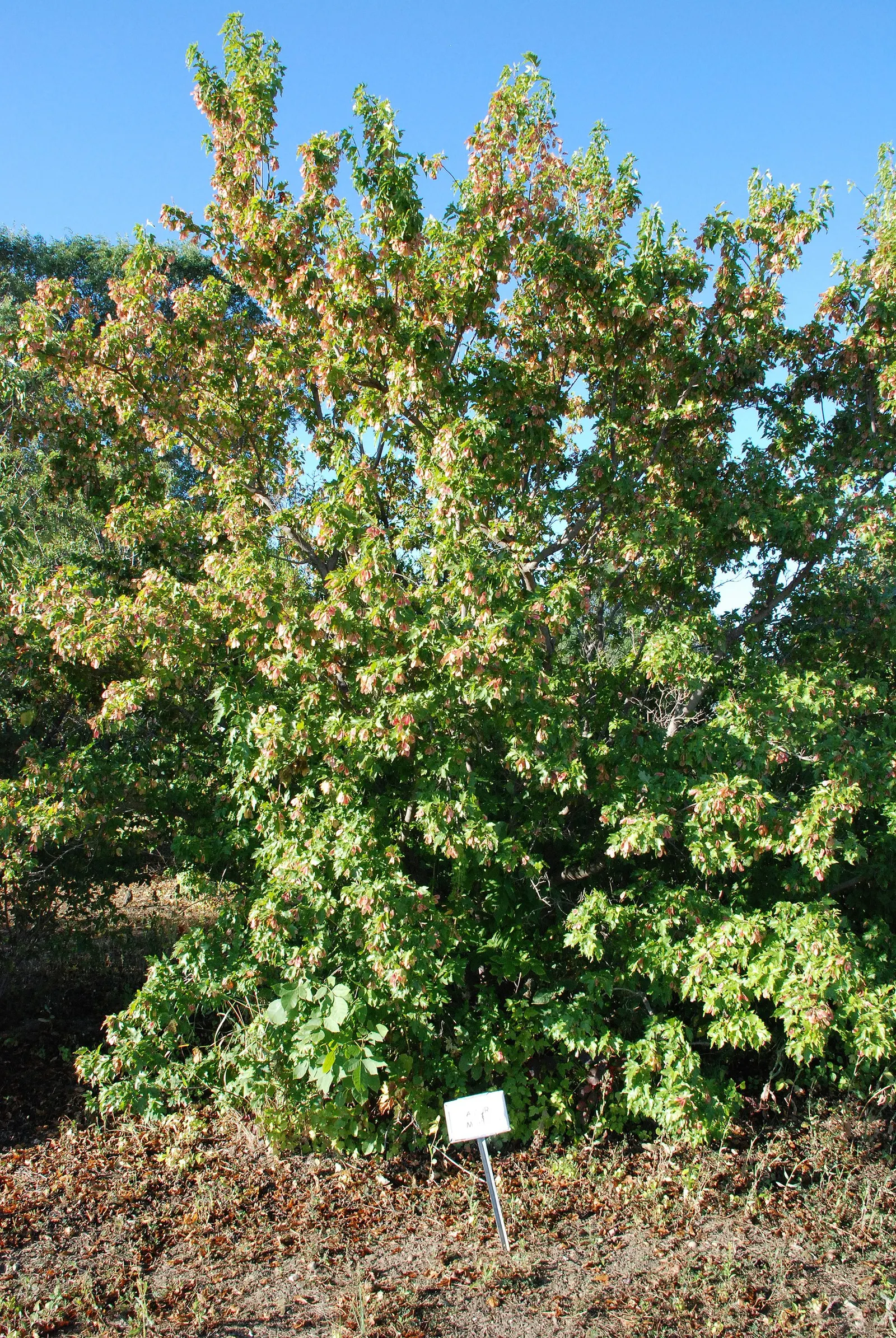 Amur Maple (Acer Ginnala) — When incorporating Amur Maple into your landscape design