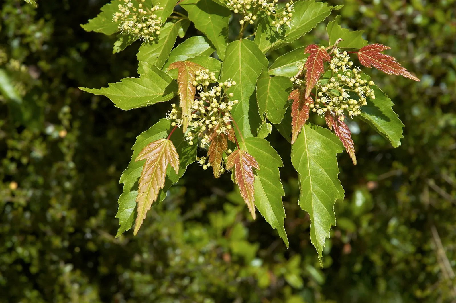 Amur Maple (Acer Ginnala) — injecting a dash of seasonal color into any yard.<br><br>In late spring