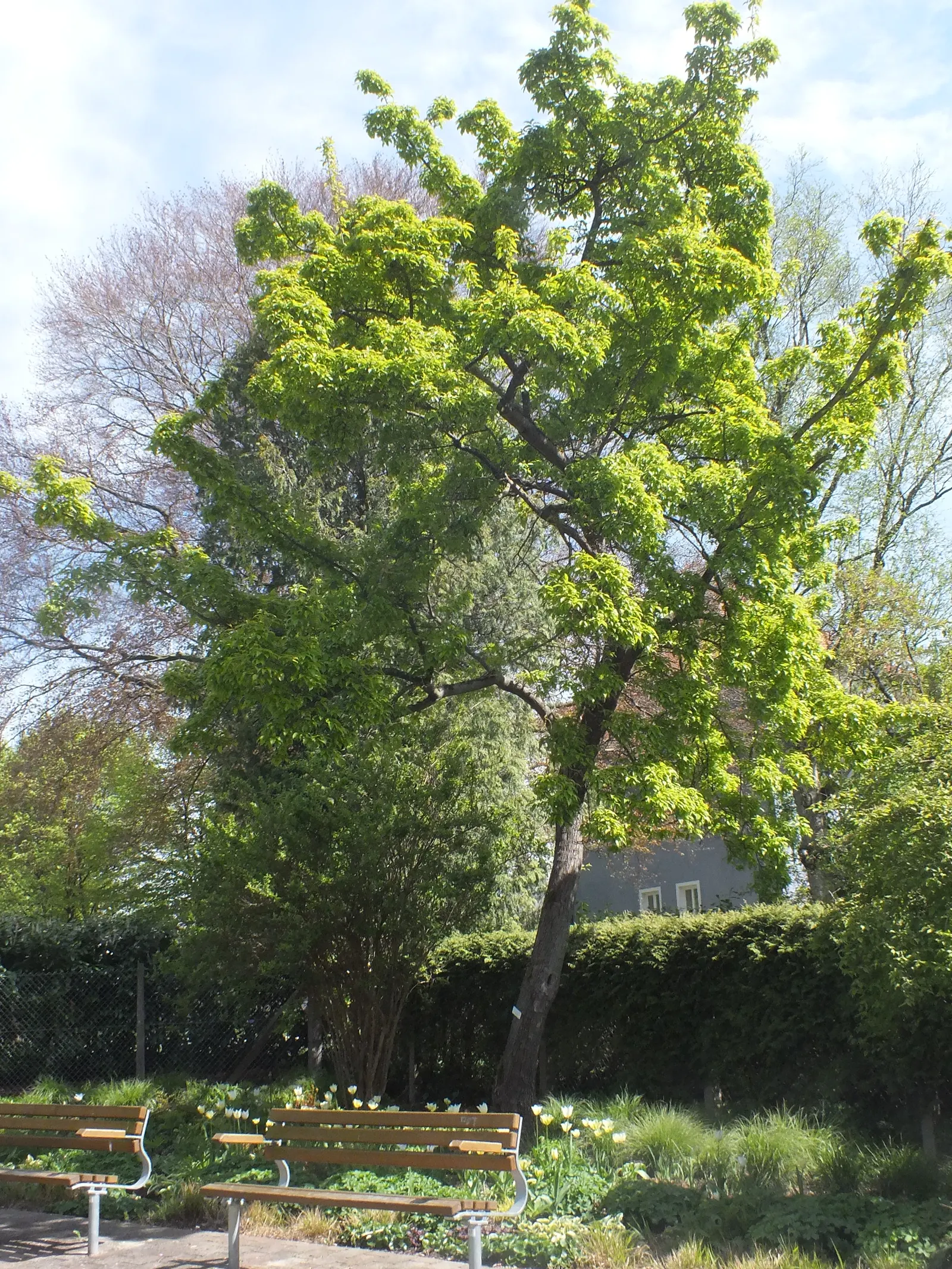 Amur Maple (Acer Ginnala) — this hardy member of the Acer genus thrives in USDA hardiness zones 3 through 8
