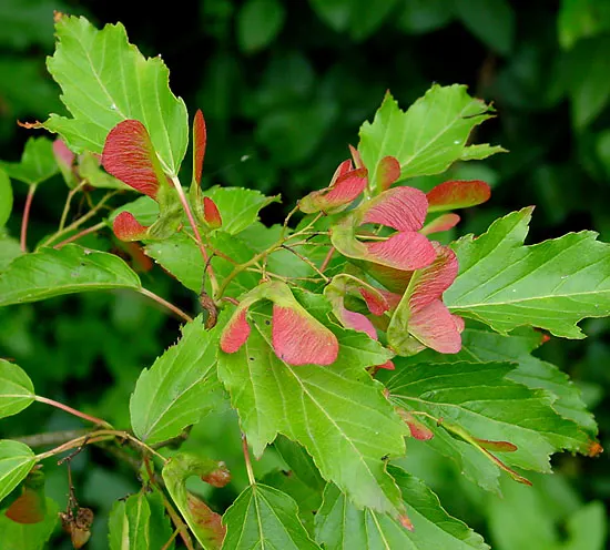 Amur Maple (Acer Ginnala) — making it a resilient choice for many climates.<br><br>Characterized by its multi-stemmed habit