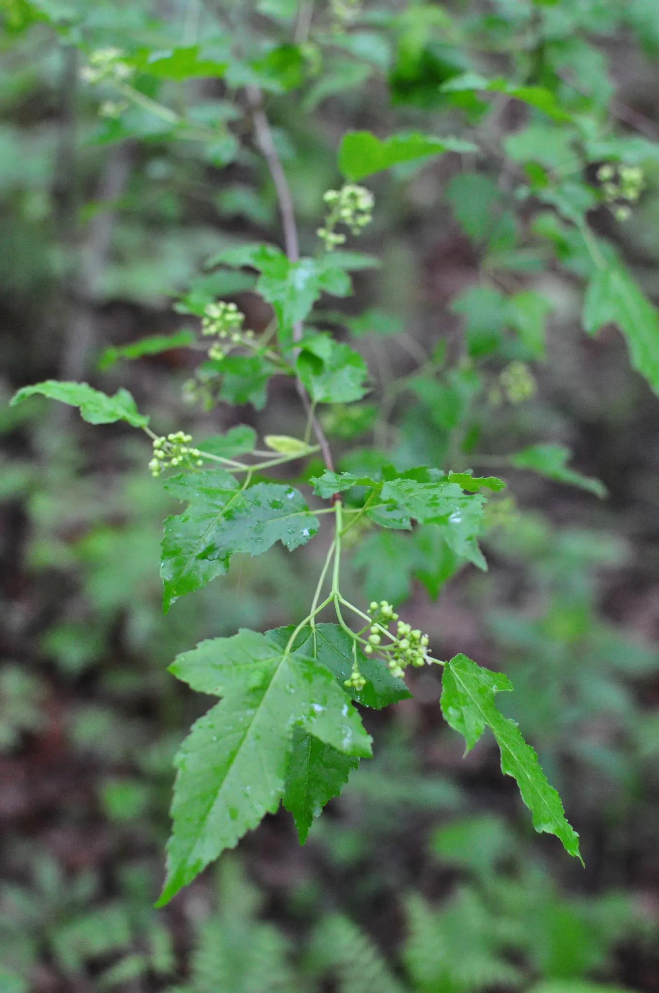 Amur Maple (Acer Ginnala) — Growing to an average height of 15-20 feet with a similar spread