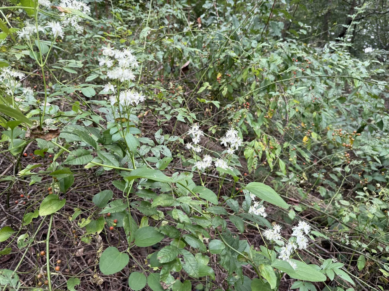 Sweet Autumn Clematis (Clematis 'Sweet Summer Love') — Pruning will help maintain the plant's shape, encourage vigorous growth, and enhance flowering