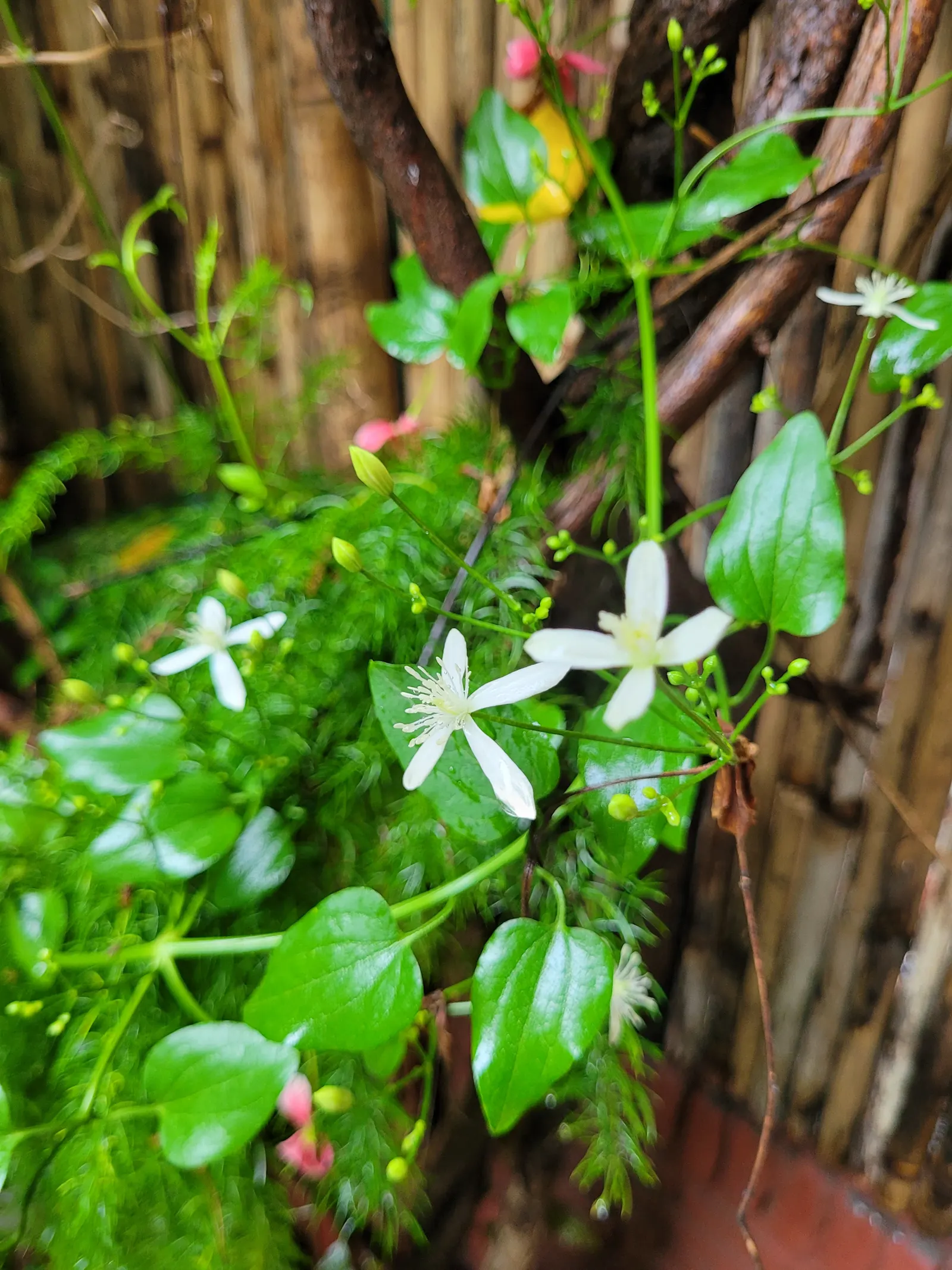 Sweet Autumn Clematis (Clematis 'Sweet Summer Love') — It's an update on the classic Sweet Autumn Clematis