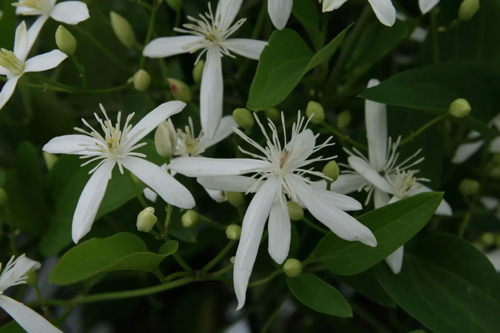 Sweet Autumn Clematis (Clematis 'Sweet Summer Love') — is a captivating vine that offers a multi-season display to any landscape; scientifically named Clematis