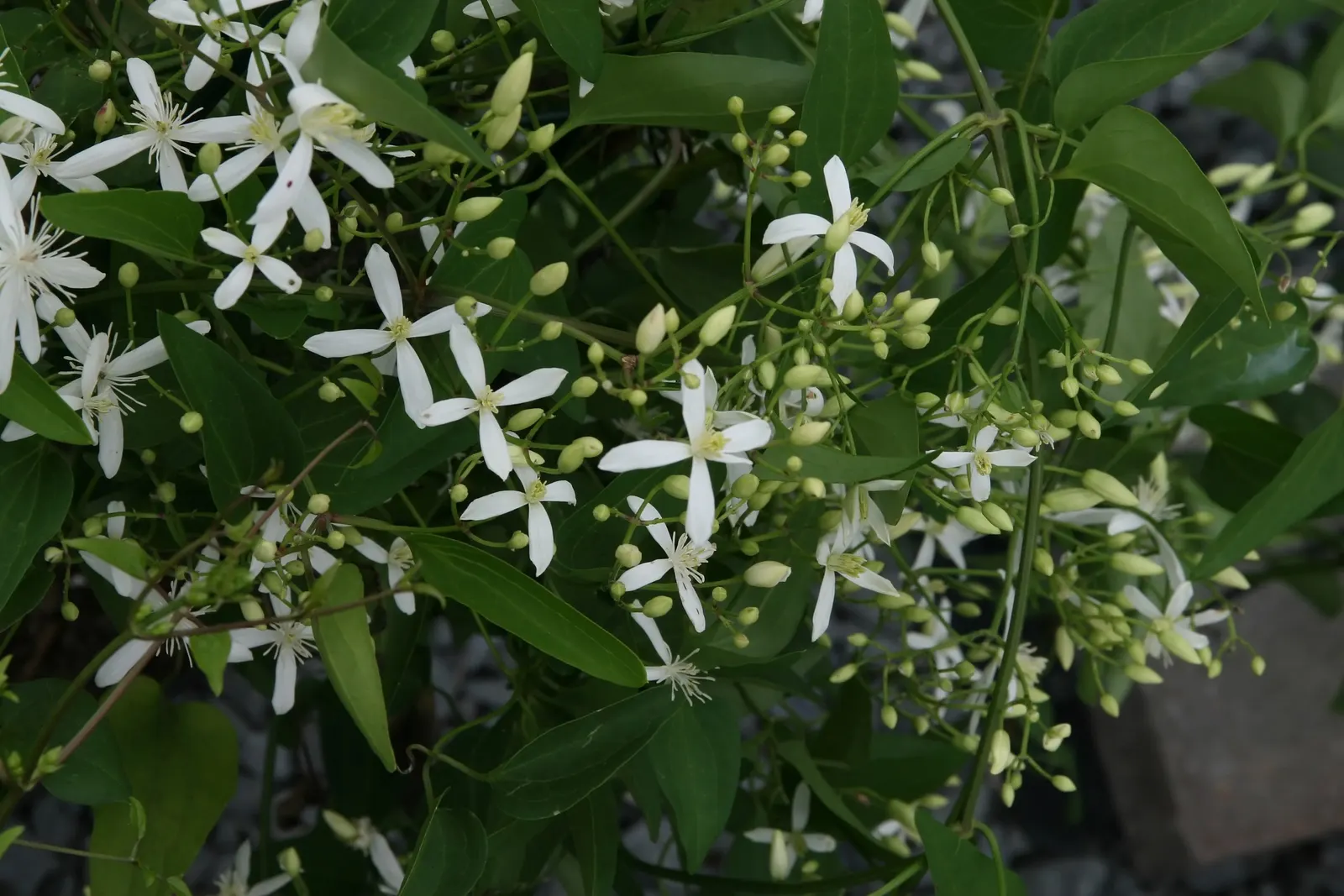Sweet Autumn Clematis (Clematis 'Sweet Summer Love') — This vigorous climber can reach heights of up to 12 to 15 feet; star-shaped flowers create a
