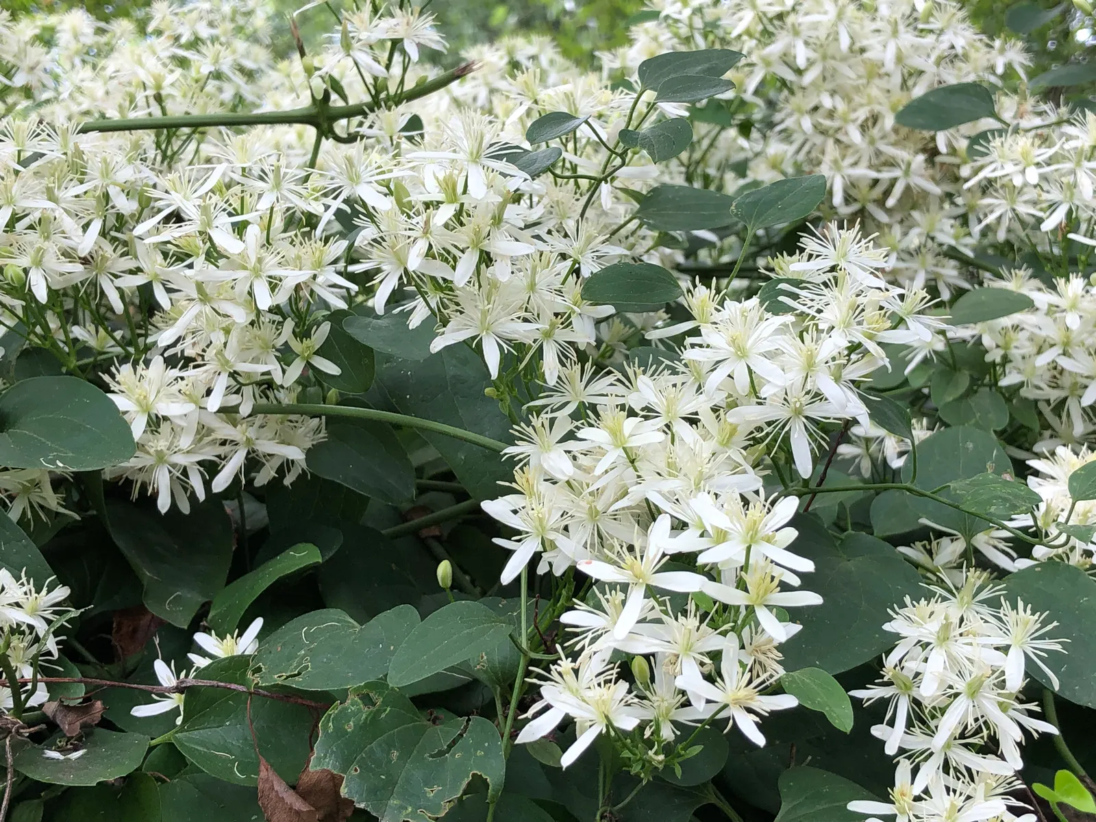 Sweet Autumn Clematis (Clematis 'Sweet Summer Love') — with a spread of 6 to 9 feet; season-long display that is both visually stunning and delightfully