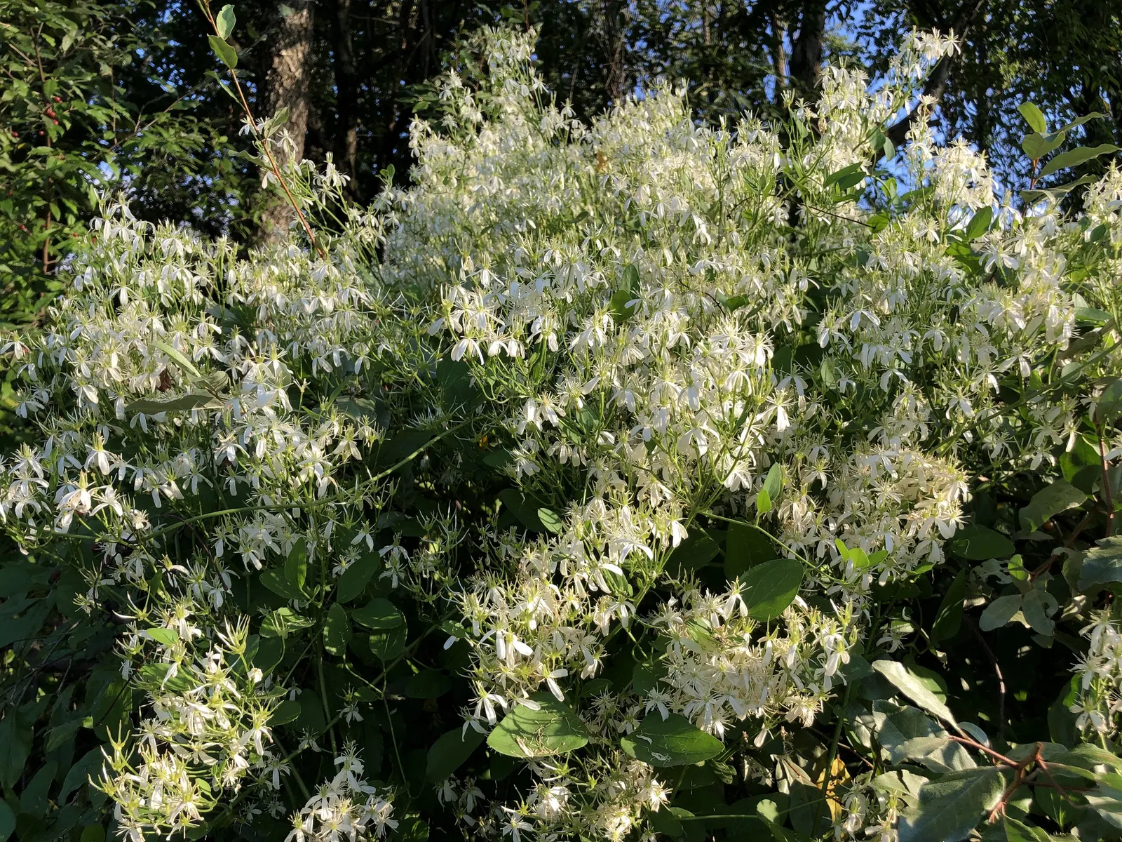 Sweet Autumn Clematis (Clematis 'Sweet Summer Love') — The Sweet Autumn Clematis 'Sweet Summer Love'
