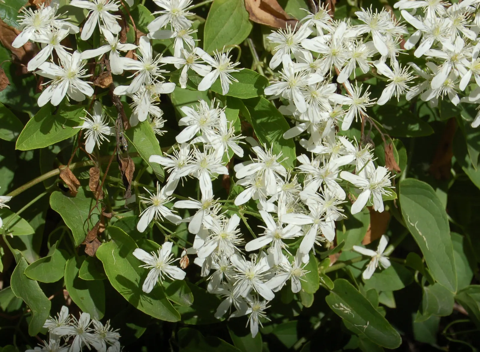 Sweet Autumn Clematis (Clematis 'Sweet Summer Love') — cranberry-violet blossoms.<br><br>Blooming prolifically from mid-summer to early fall; to ensure optimal