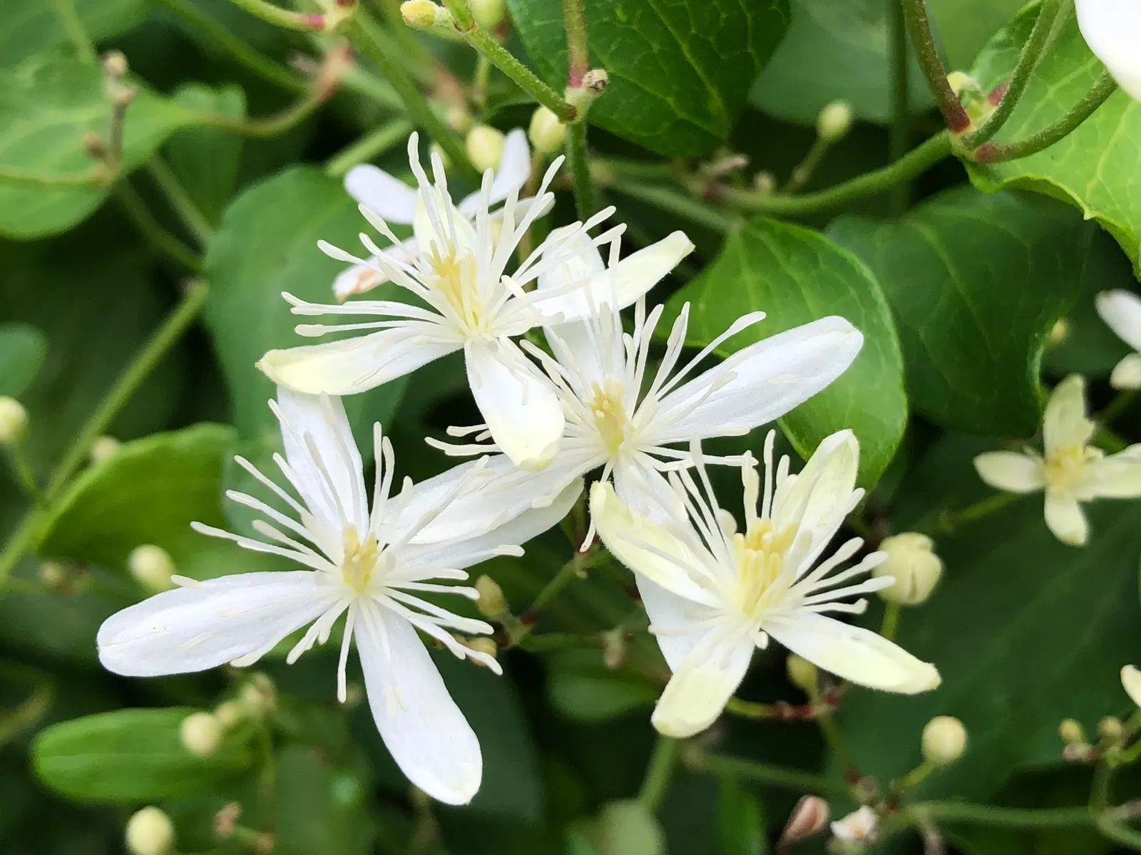 Sweet Autumn Clematis (Clematis 'Sweet Summer Love') — is a captivating vine that offers a multi-season display to any landscape