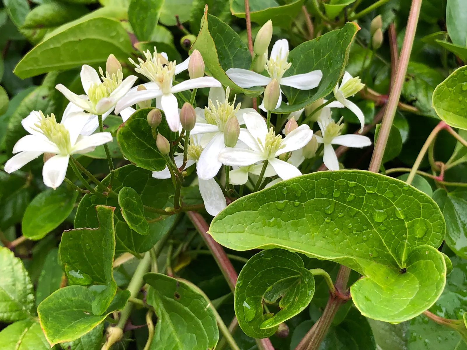 Sweet Autumn Clematis (Clematis 'Sweet Summer Love') — Its rapid growth rate and ease of care make it a favorite among both novice and seasoned, image 42