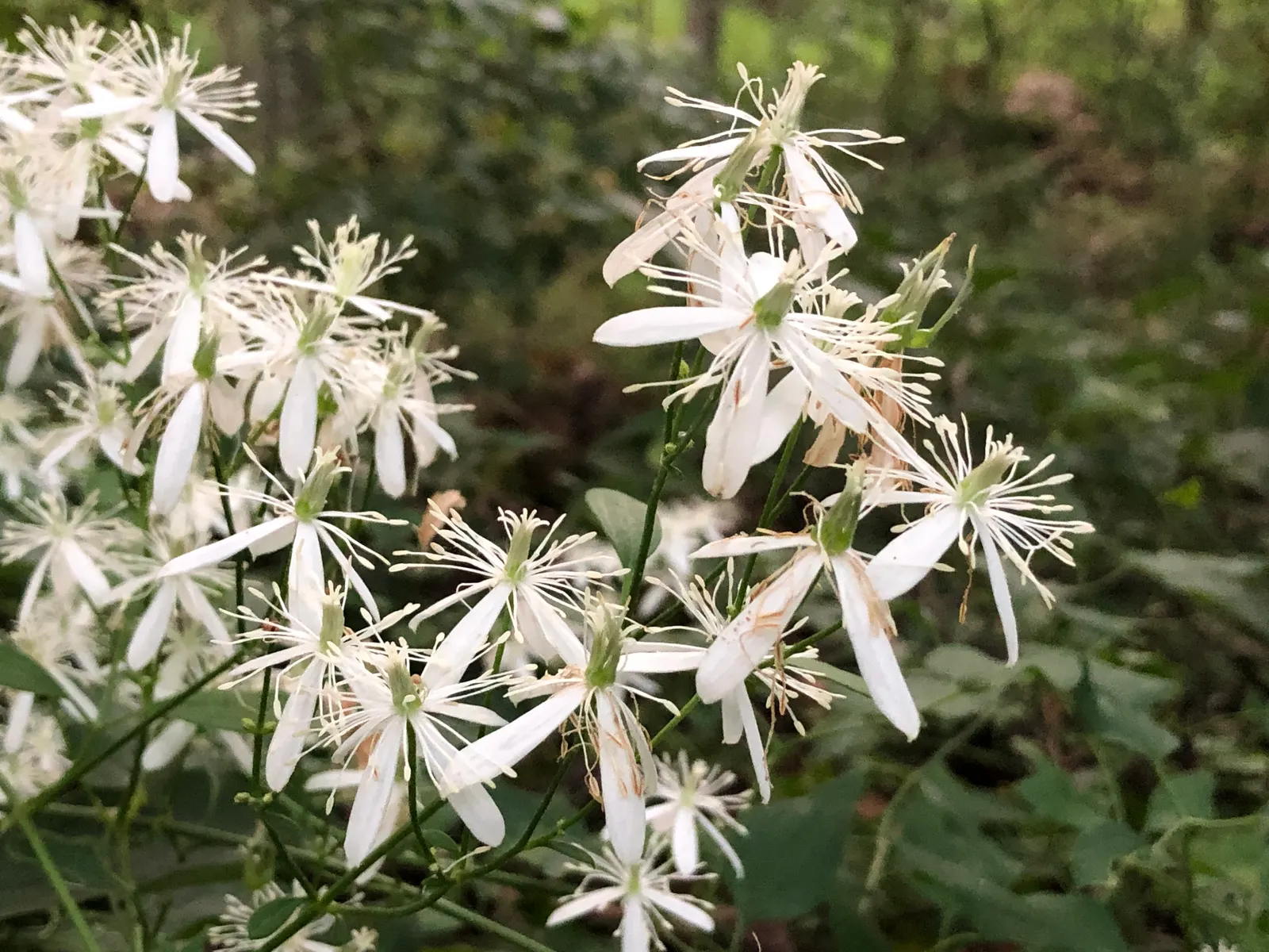 Sweet Autumn Clematis (Clematis 'Sweet Summer Love') — adding romantic charm to any garden design