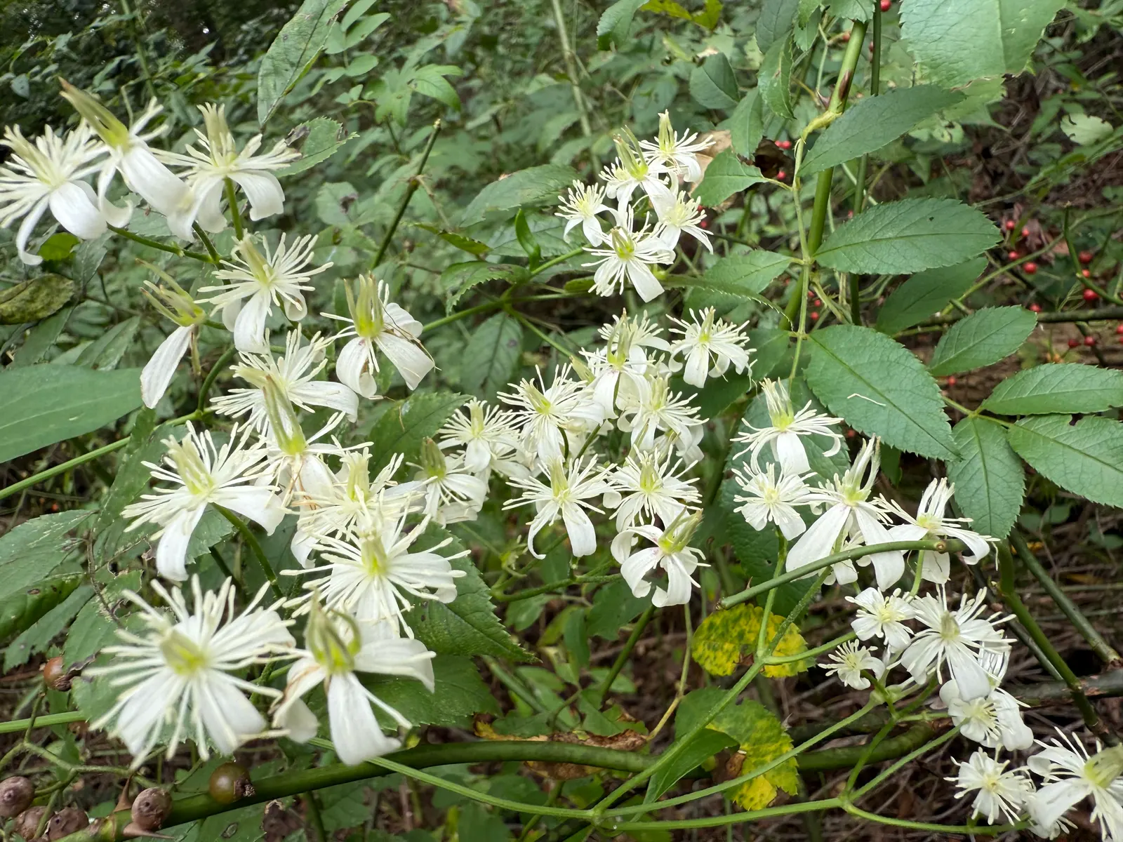 Sweet Autumn Clematis (Clematis 'Sweet Summer Love') — the Sweet Autumn Clematis 'Sweet Summer Love' can provide an enchanting