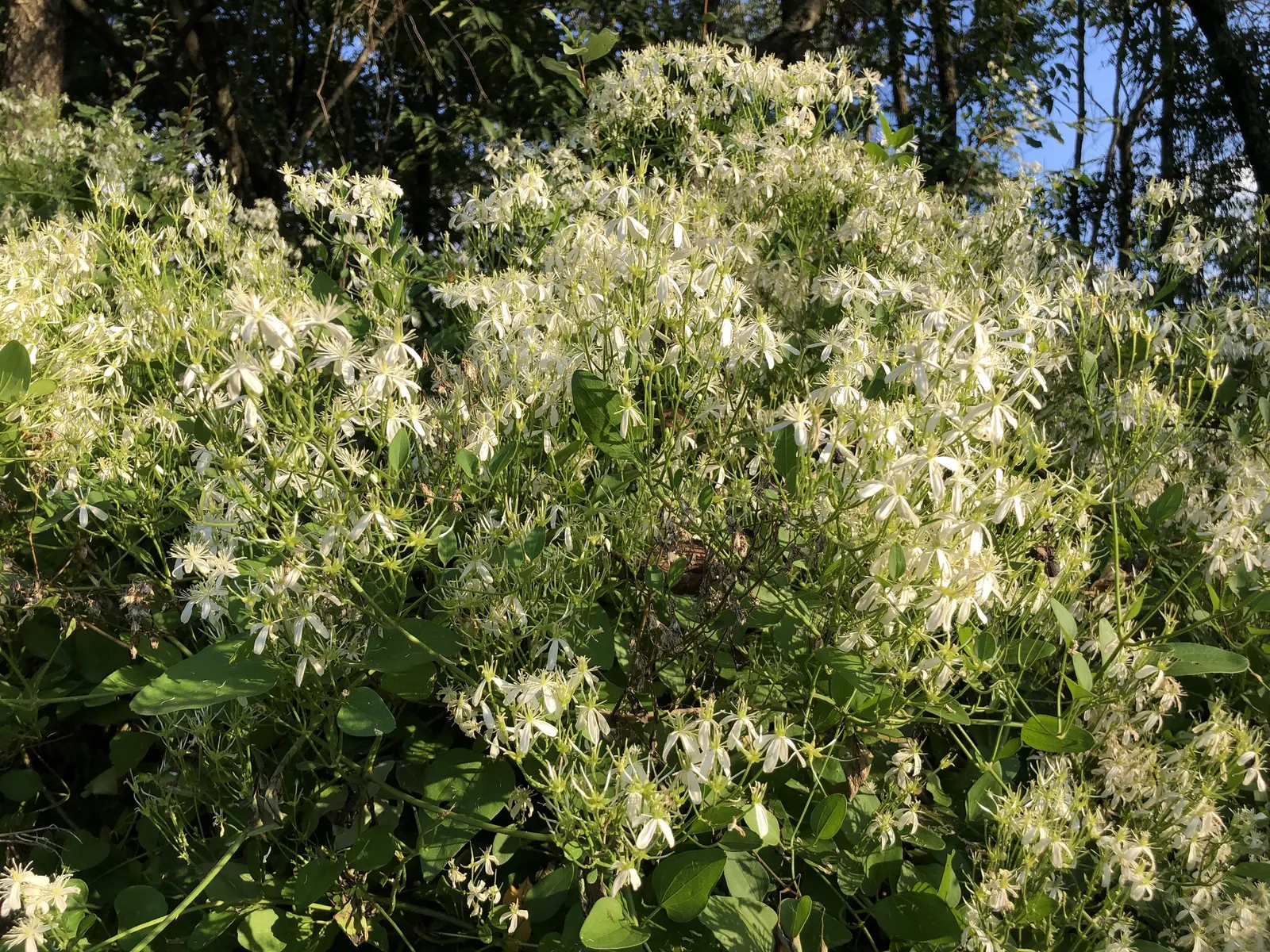 Sweet Autumn Clematis (Clematis 'Sweet Summer Love') — star-shaped purple flowers