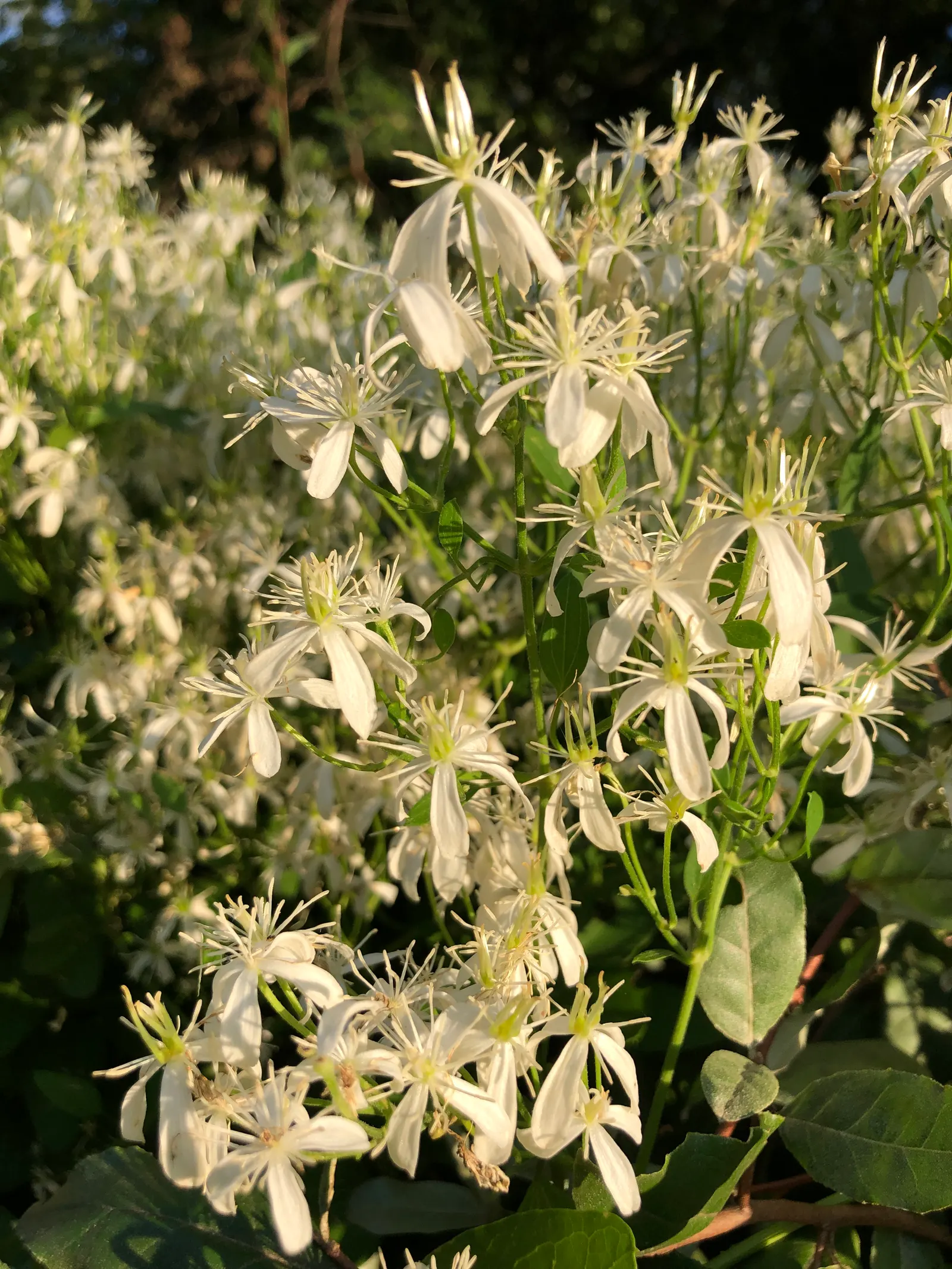 Sweet Autumn Clematis (Clematis 'Sweet Summer Love') — Ideal for trellises or fences, it offers a screen of vibrant color and pleasant aroma
