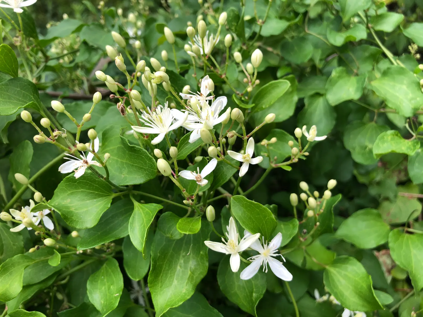 Sweet Autumn Clematis (Clematis 'Sweet Summer Love') — making it an ideal plant for trellises