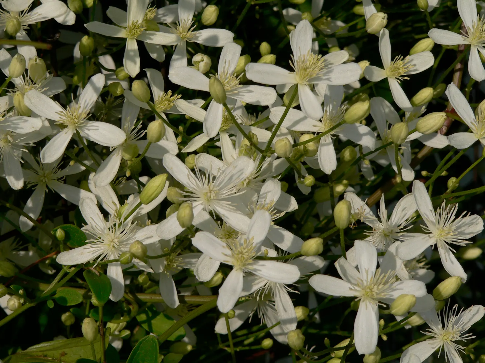 Sweet Autumn Clematis (Clematis 'Sweet Summer Love') — the Sweet Autumn Clematis 'Sweet Summer Love' can provide an enchanting; cranberry-violet