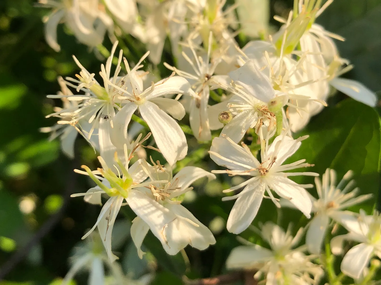 Sweet Autumn Clematis (Clematis 'Sweet Summer Love') — shrub for full or half
