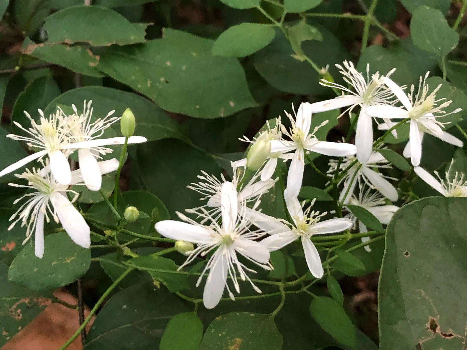 Sweet Autumn Clematis (Clematis 'Sweet Summer Love') — Ideal for trellises or fences, it offers a screen of vibrant color and pleasant aroma; prune in late