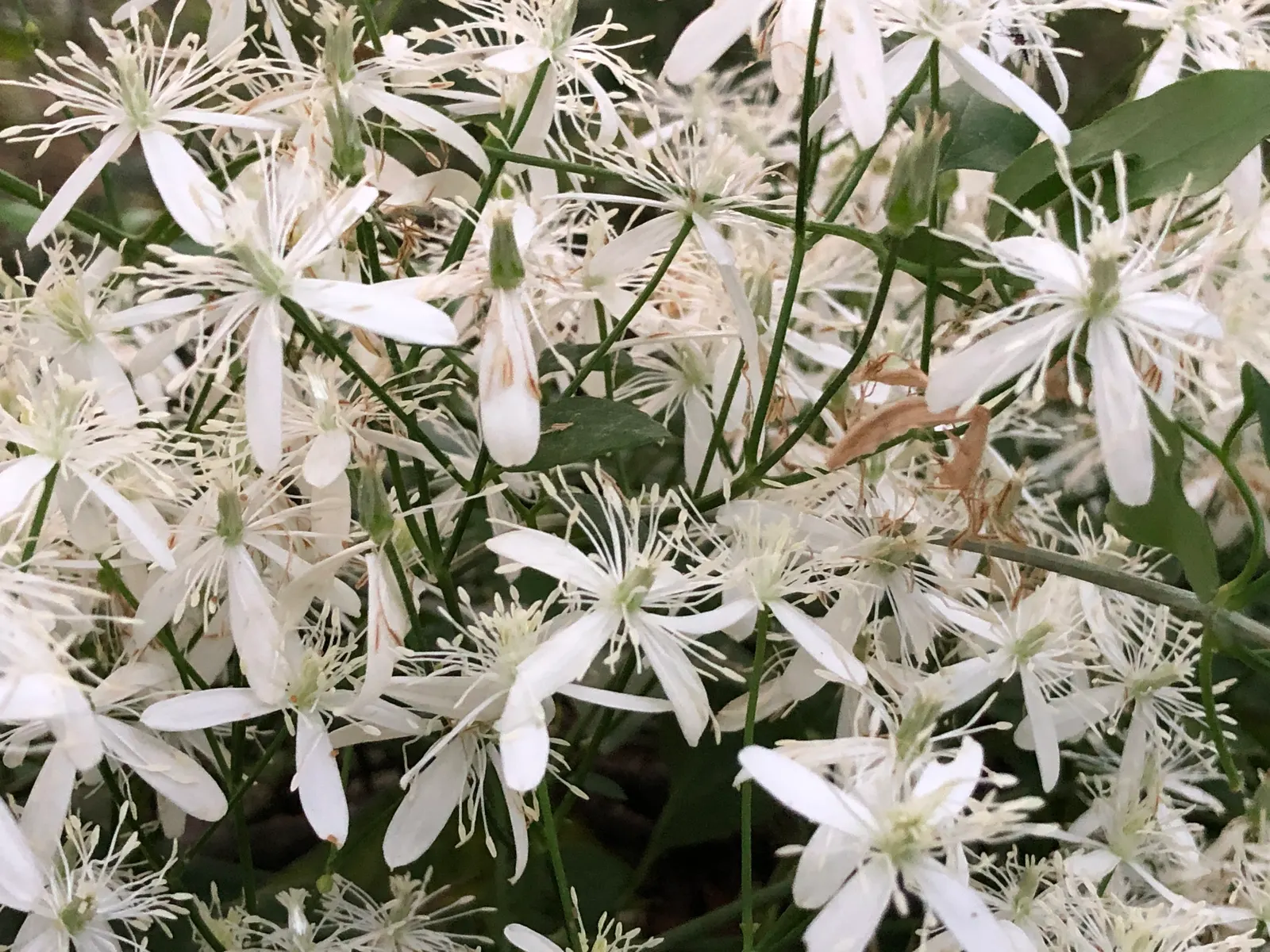 Sweet Autumn Clematis (Clematis 'Sweet Summer Love') — as this species blooms on new wood