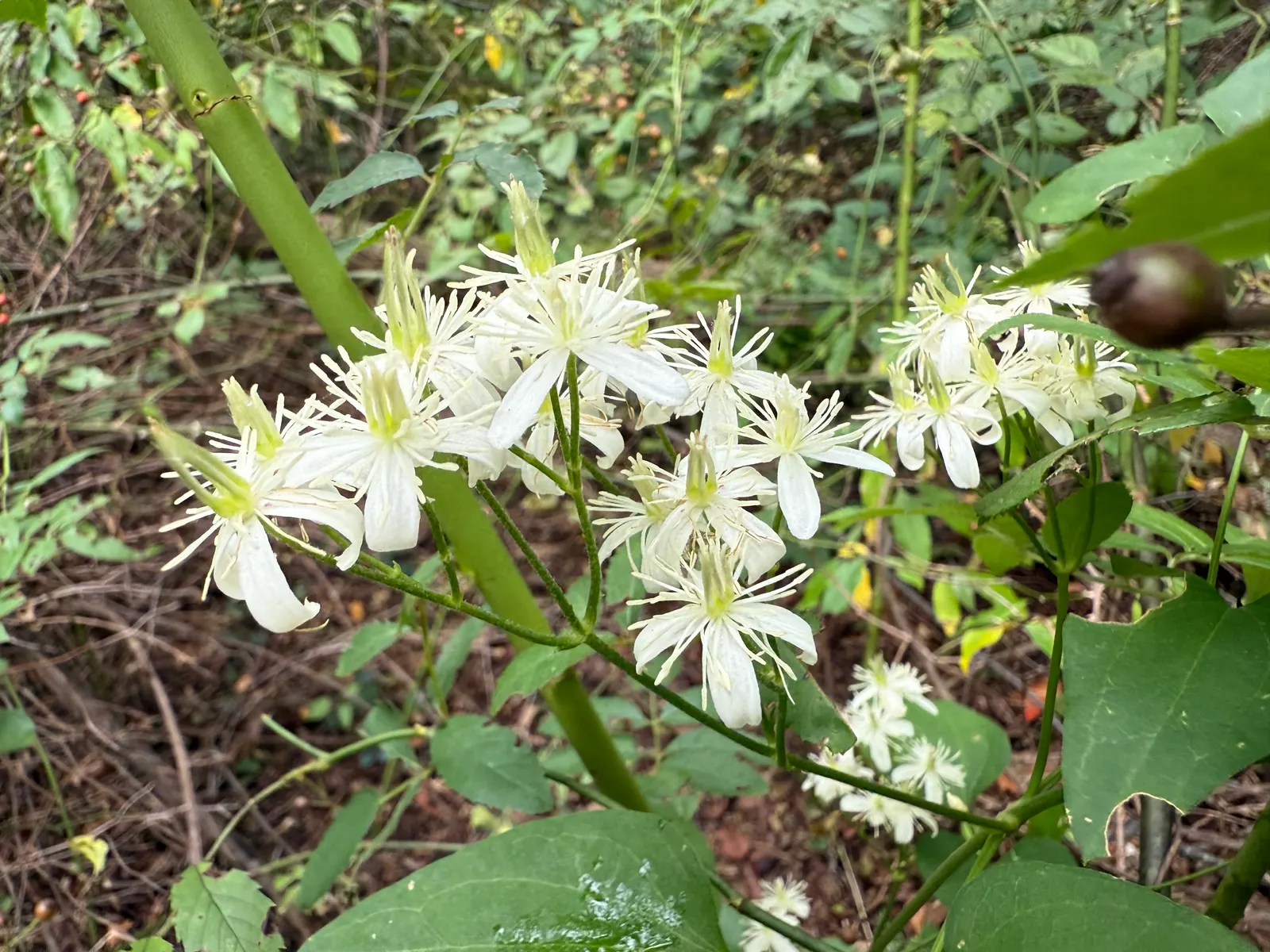 Sweet Autumn Clematis (Clematis 'Sweet Summer Love') — The Sweet Autumn Clematis 'Sweet Summer Love'; pruning will help maintain the plant's shape, encourage