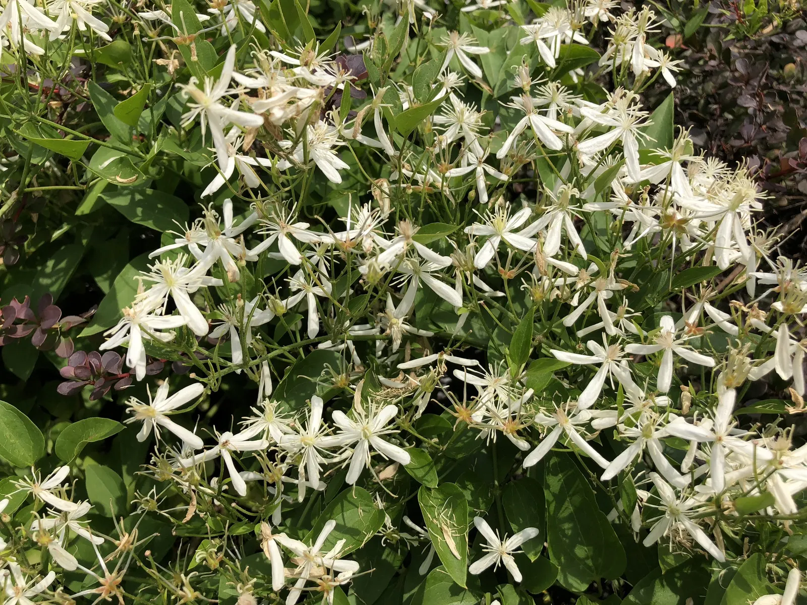 Sweet Autumn Clematis (Clematis 'Sweet Summer Love') — Its rapid growth rate and ease of care make it a favorite among both novice and seasoned gardeners