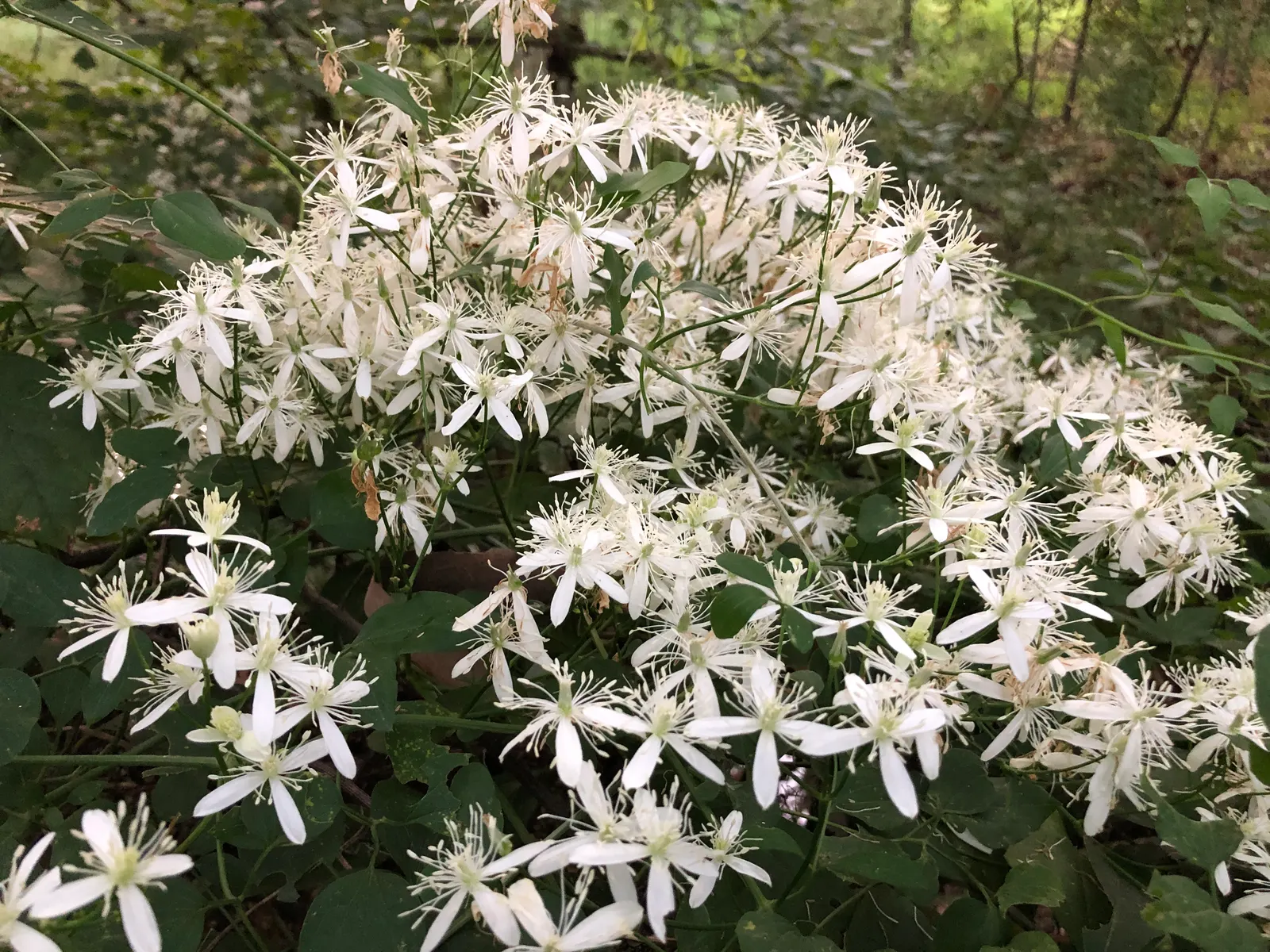 Sweet Autumn Clematis (Clematis 'Sweet Summer Love') — scientifically named Clematis terniflora; sweet Autumn Clematis 'Sweet Summer Love' is a profusely