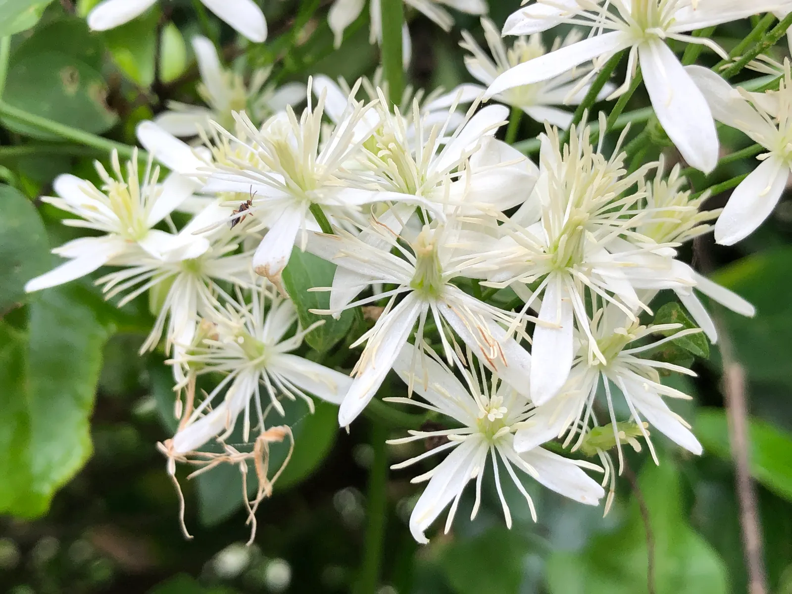 Sweet Autumn Clematis (Clematis 'Sweet Summer Love') — star-shaped flowers create a breathtaking effect as they cover the dark green; purple and red flowers in