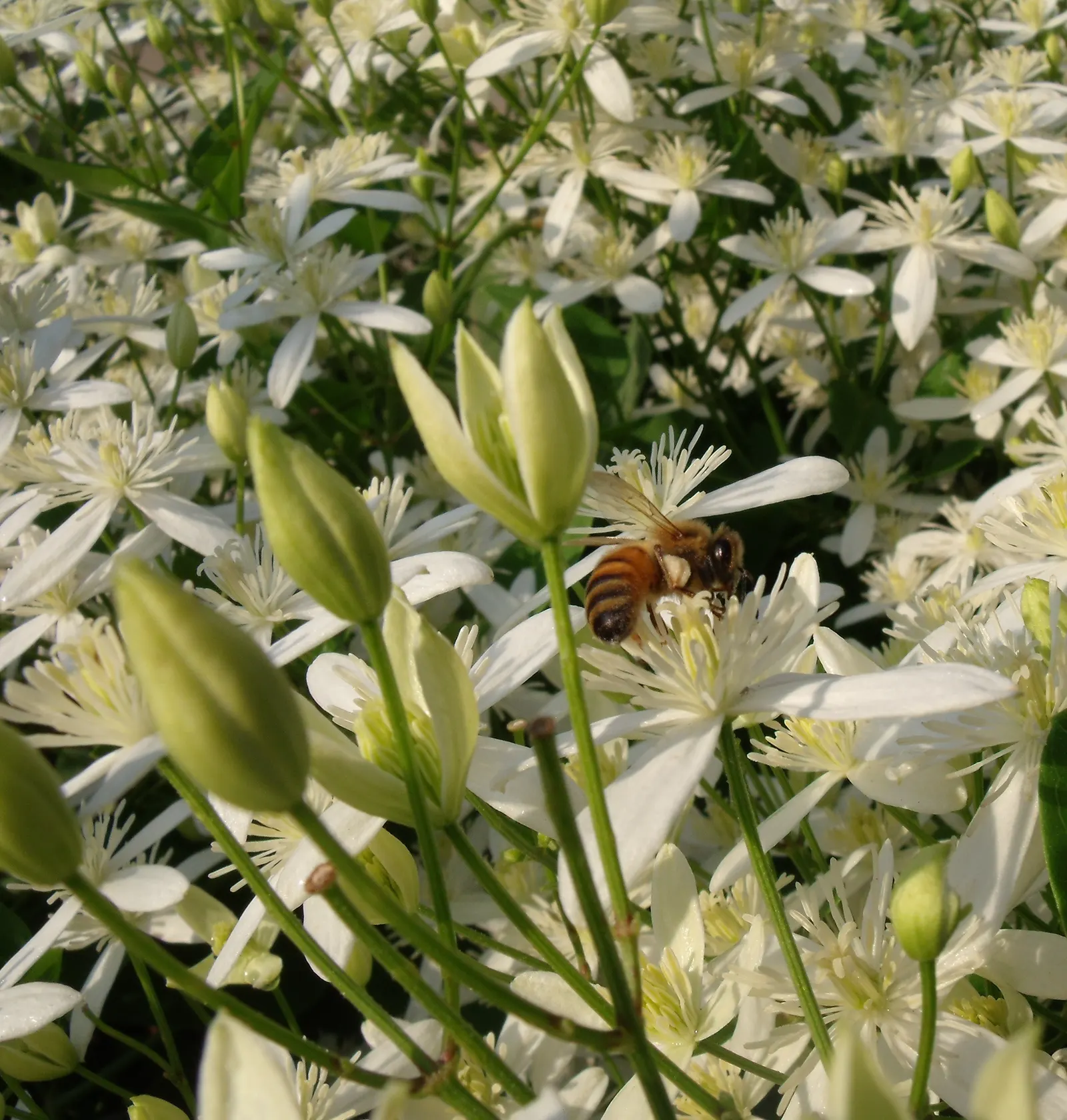 Sweet Autumn Clematis (Clematis 'Sweet Summer Love') — To ensure optimal performance, it should be planted in full sun to part shade and requires well-drained